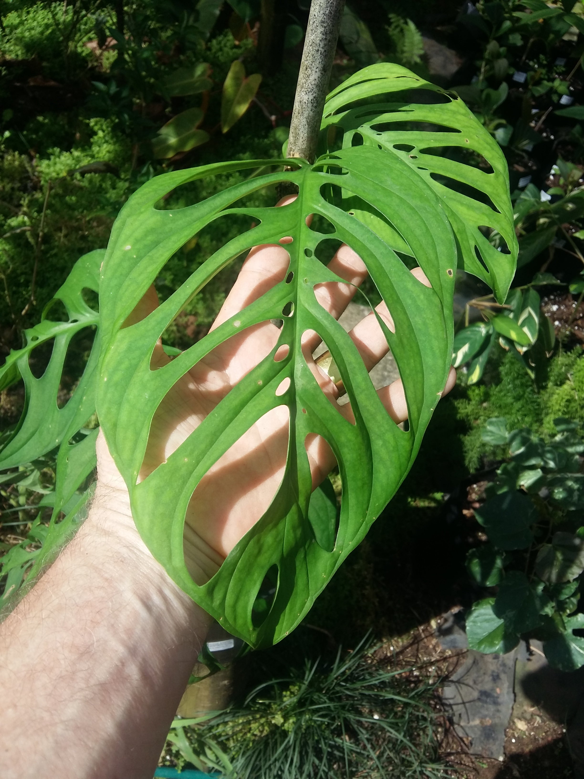 Monstera obliqua