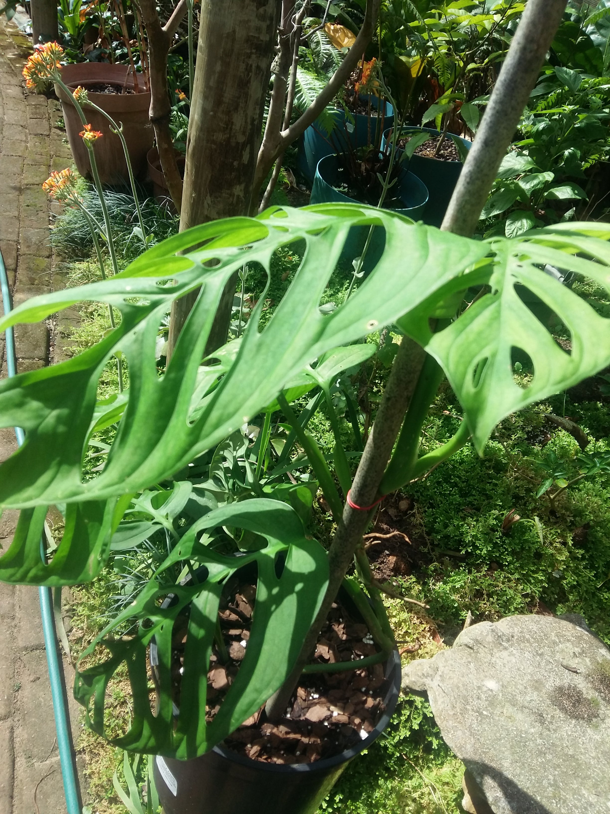 Monstera obliqua