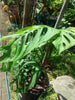 Monstera obliqua