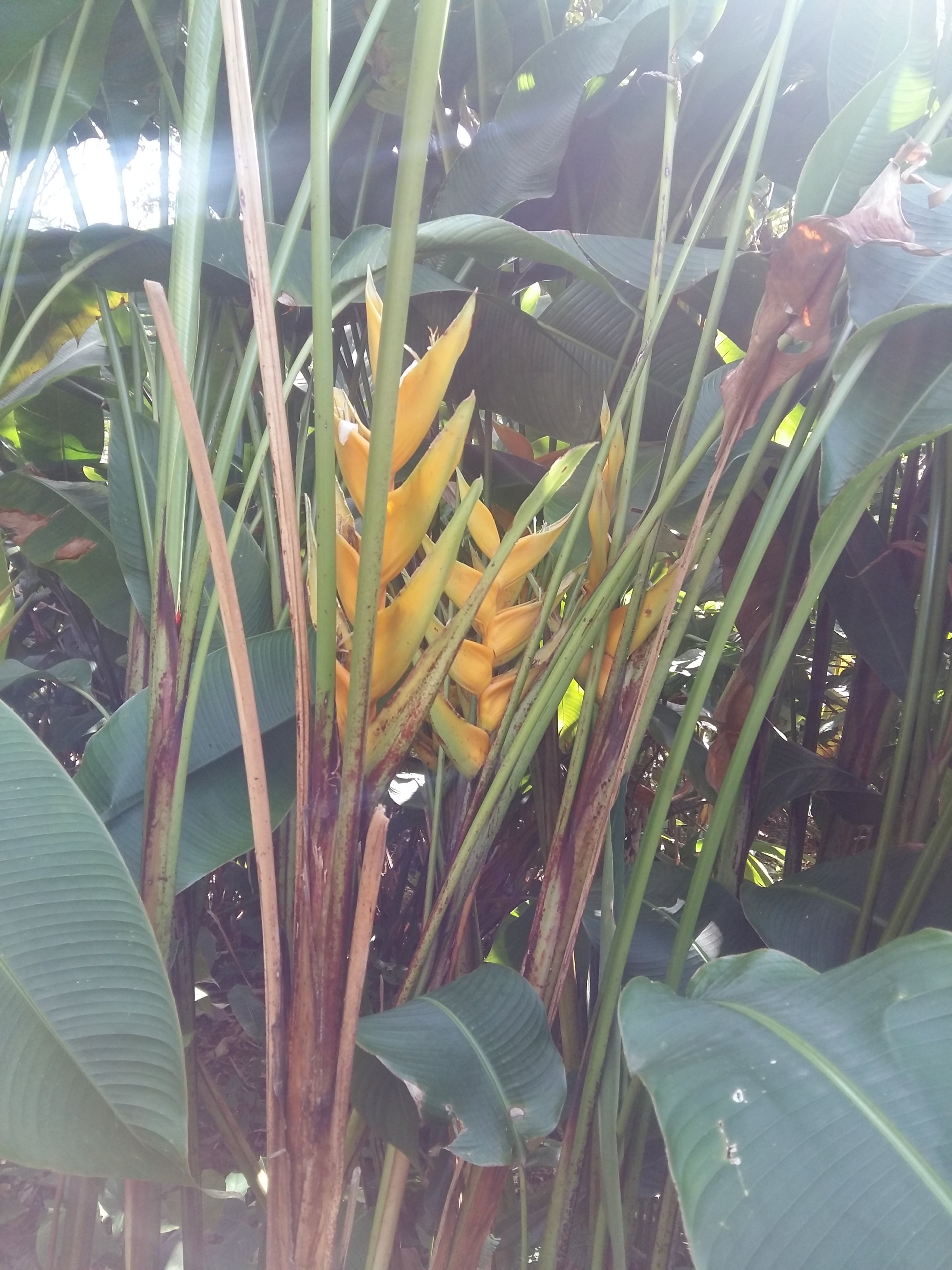 Heliconia yellow Dancer