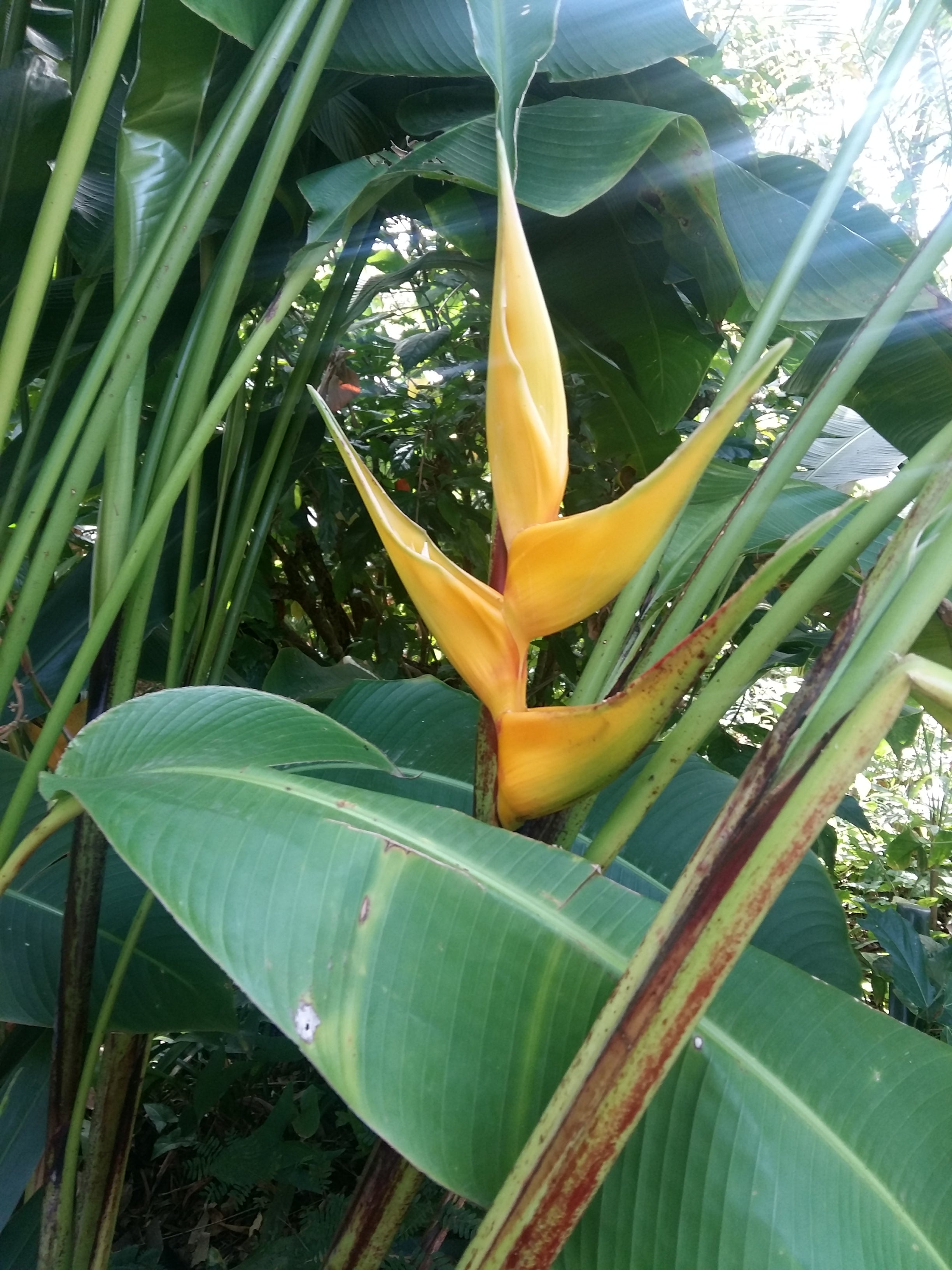 Heliconia yellow Dancer