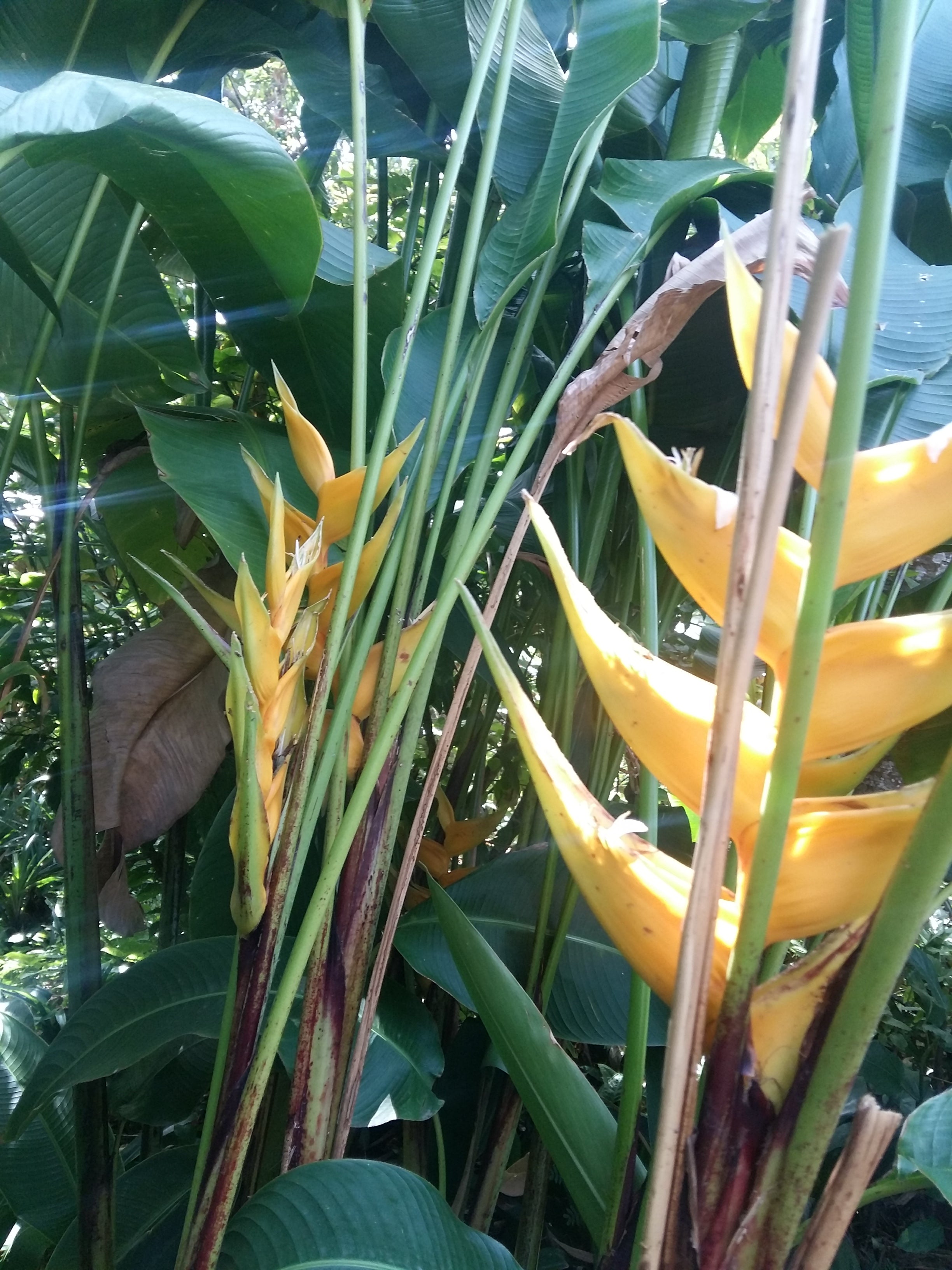 Heliconia yellow Dancer