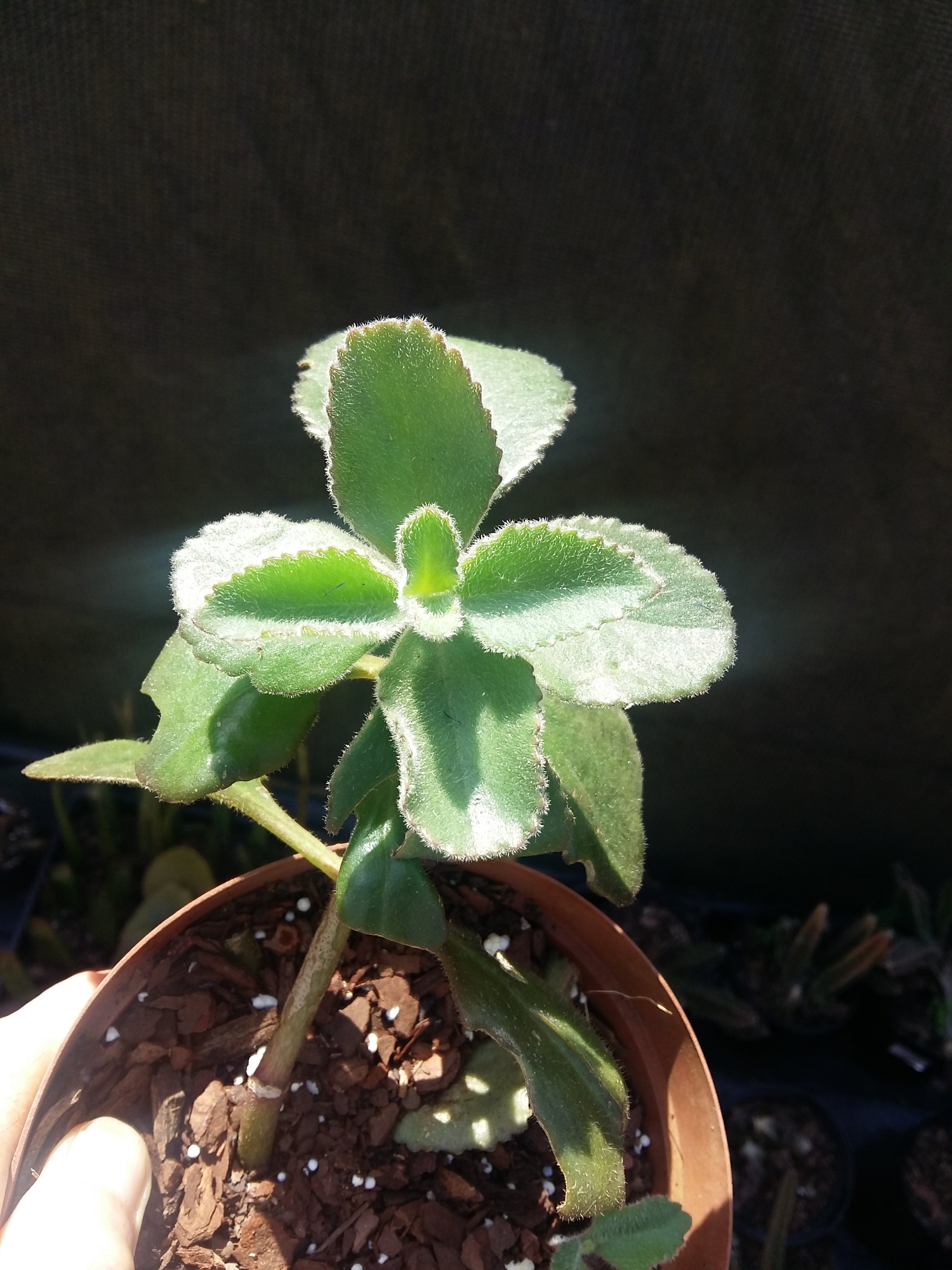 Kalanchoe Lanceeolata