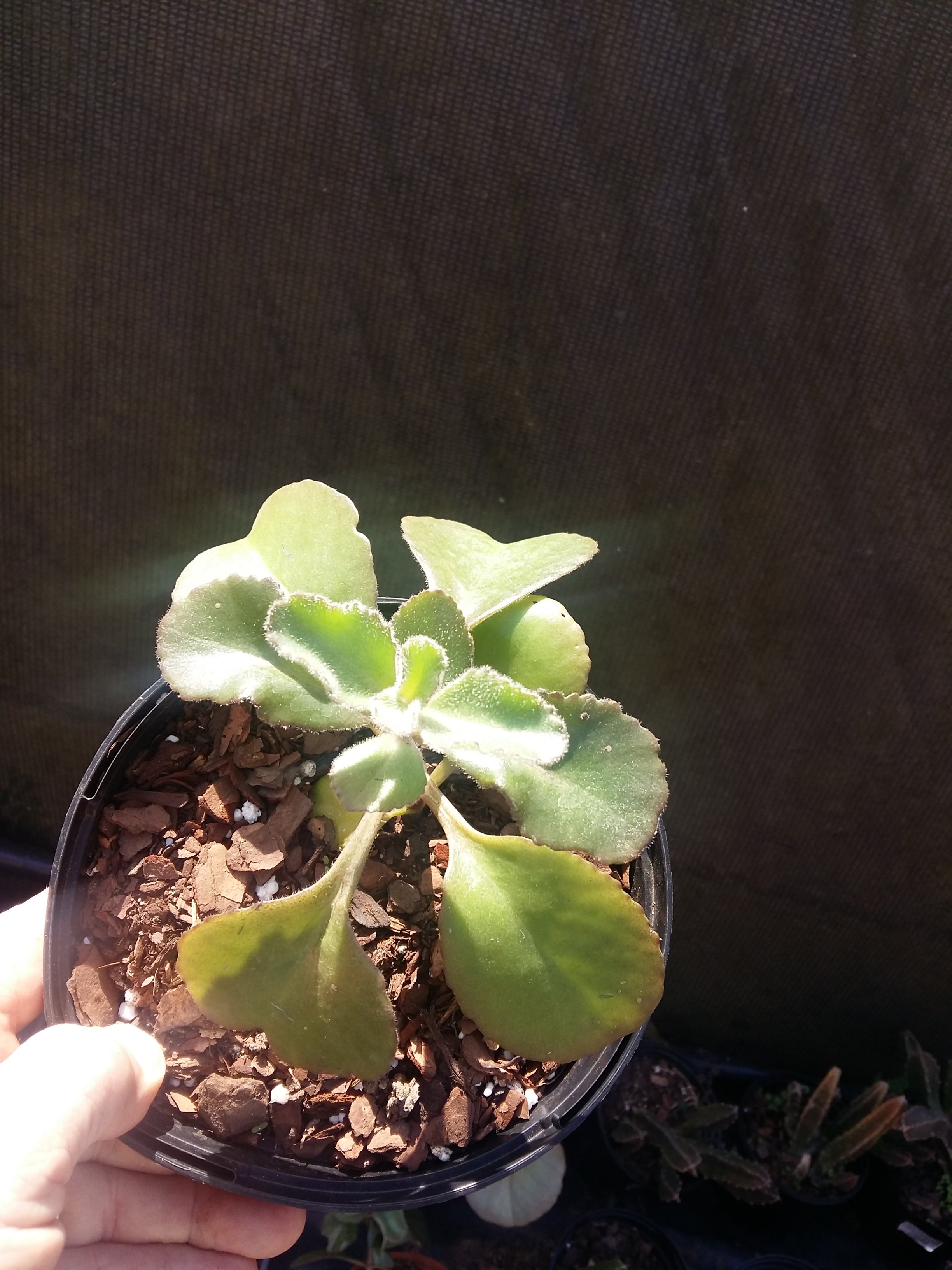 Kalanchoe Lanceeolata