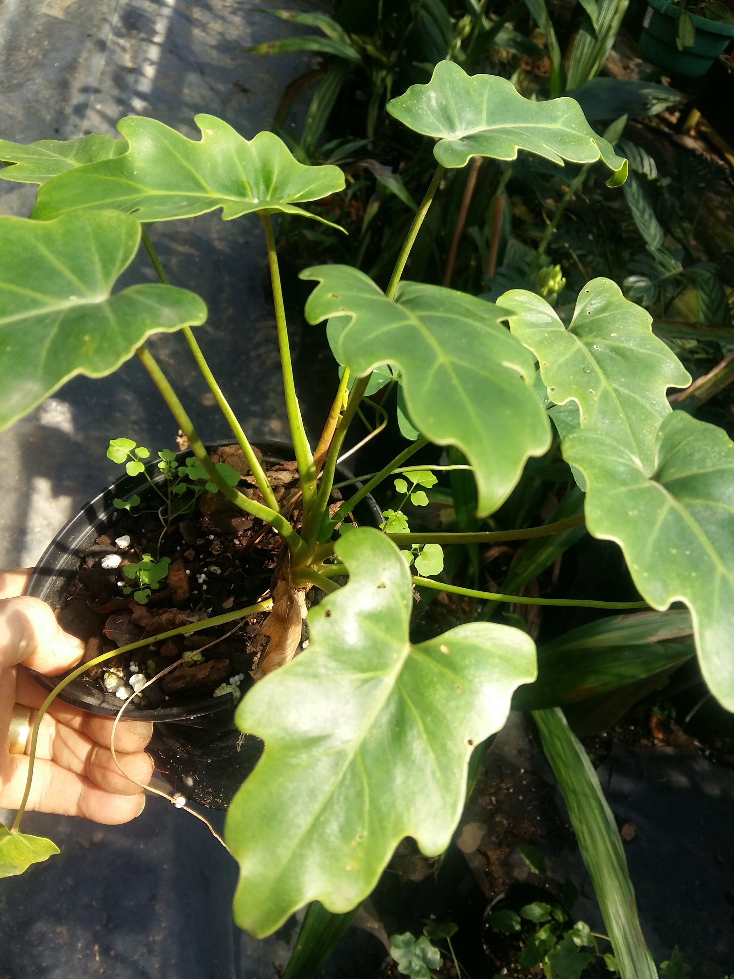 Philodendron Xanadu