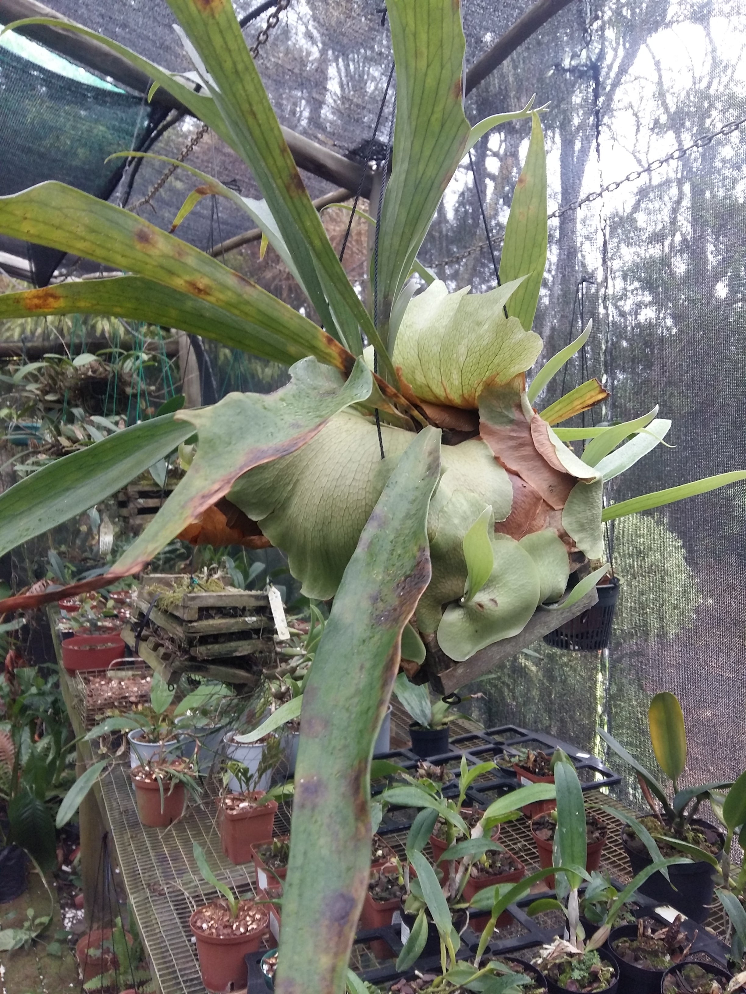 Staghorn in Hanging Basket