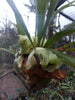 Staghorn in Hanging Basket