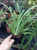 Aristea ecklonii Blue corn Lily