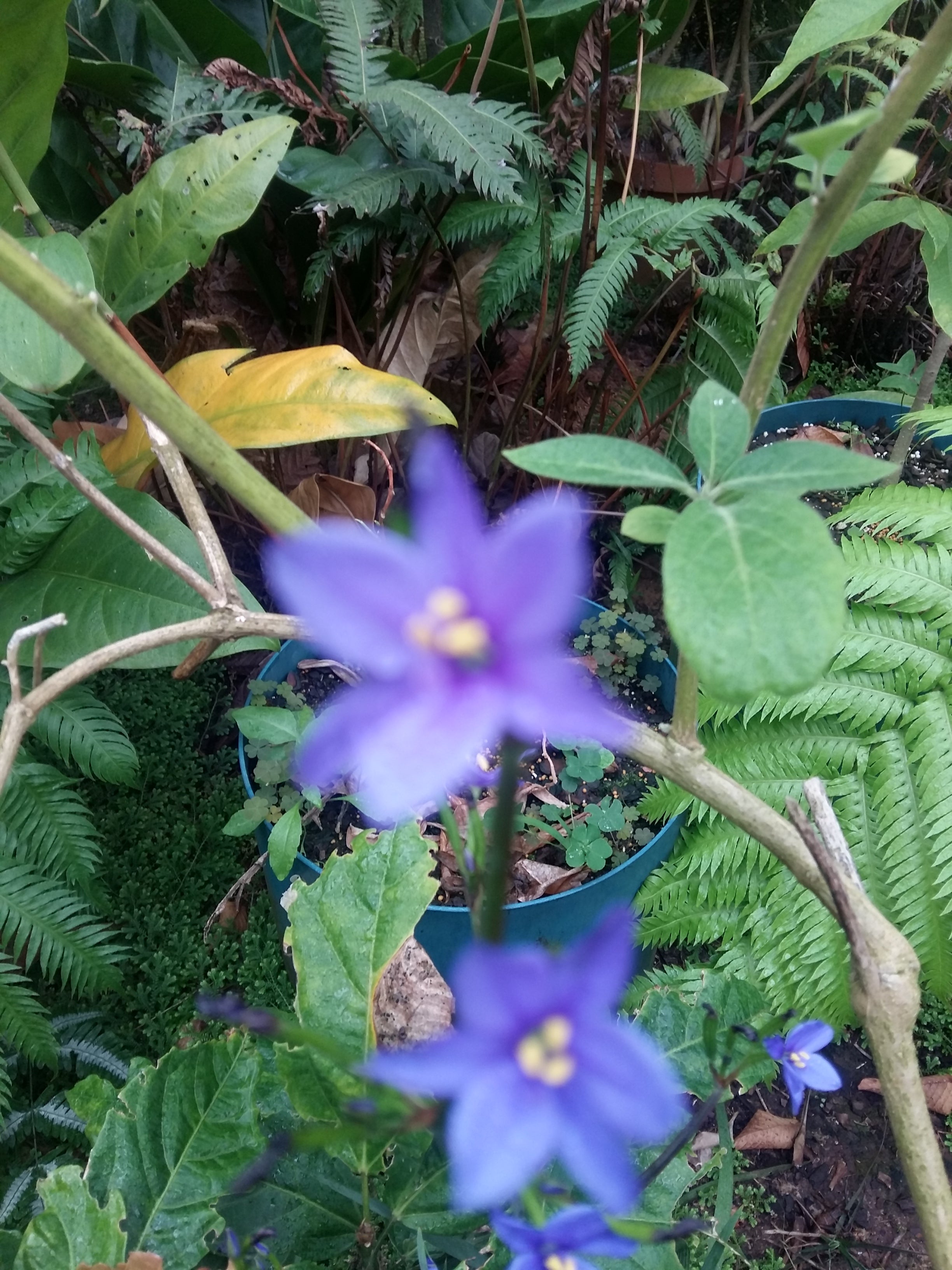 Aristea ecklonii Blue corn Lily