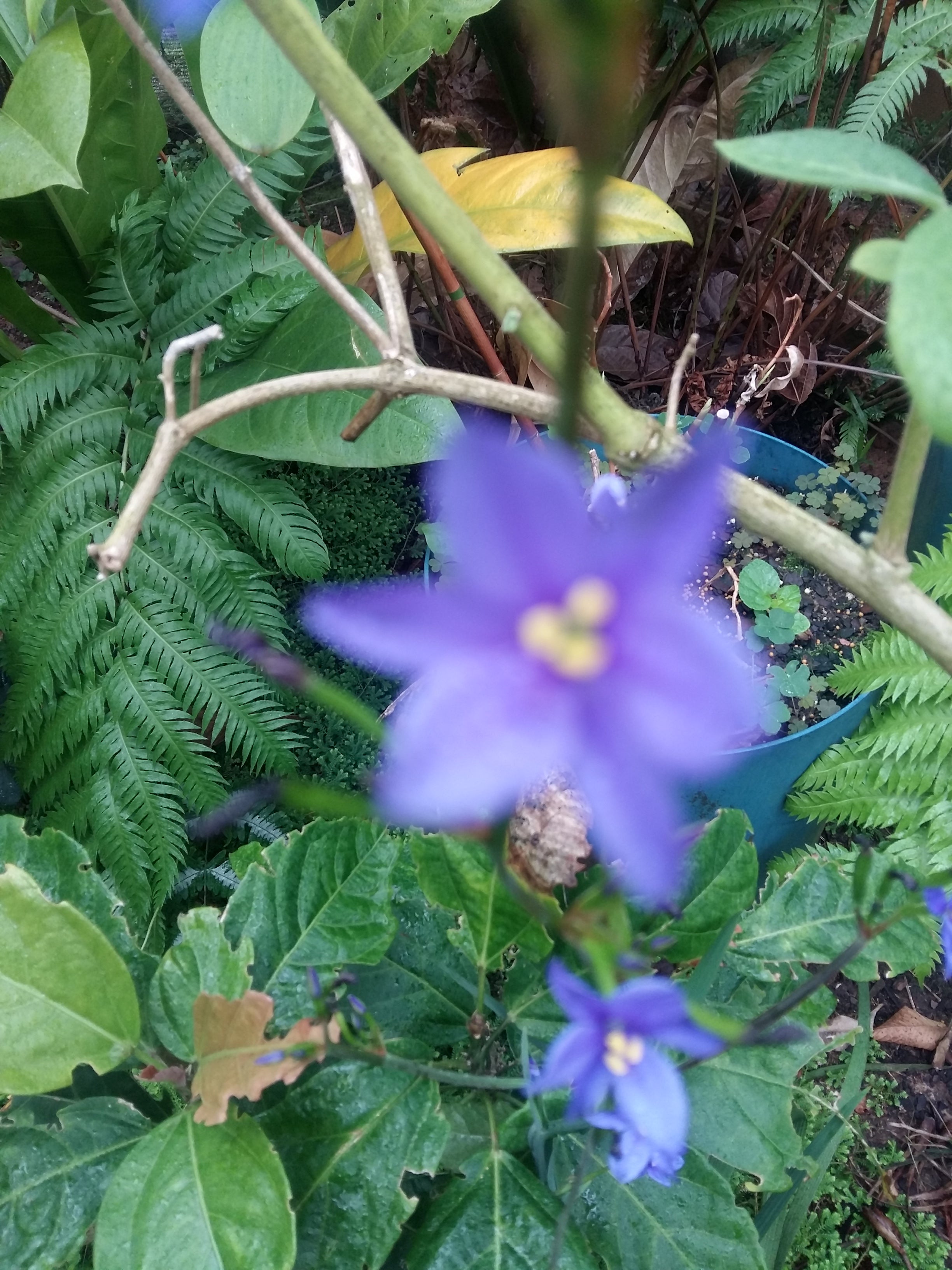 Aristea ecklonii Blue corn Lily