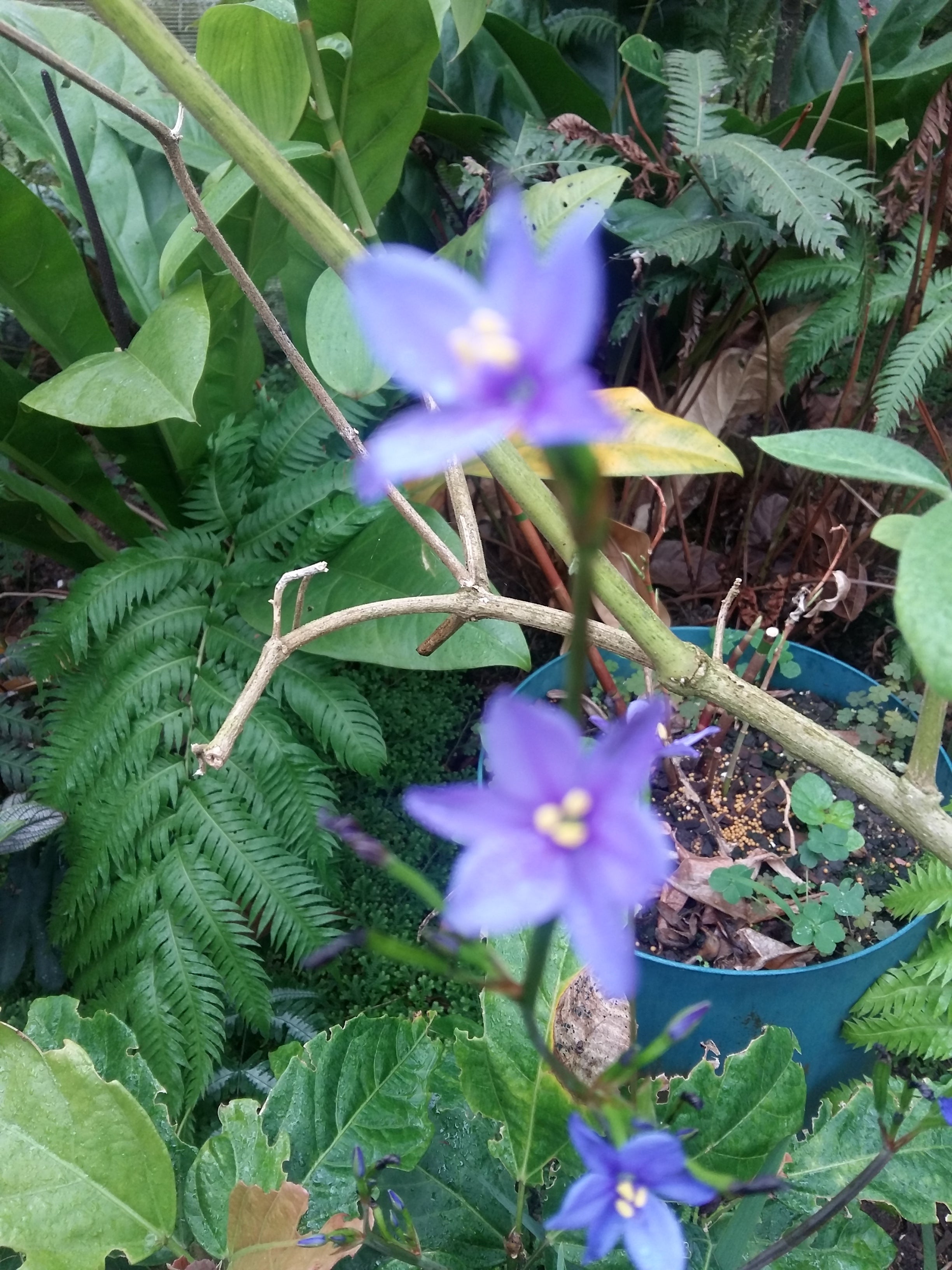 Aristea ecklonii Blue corn Lily