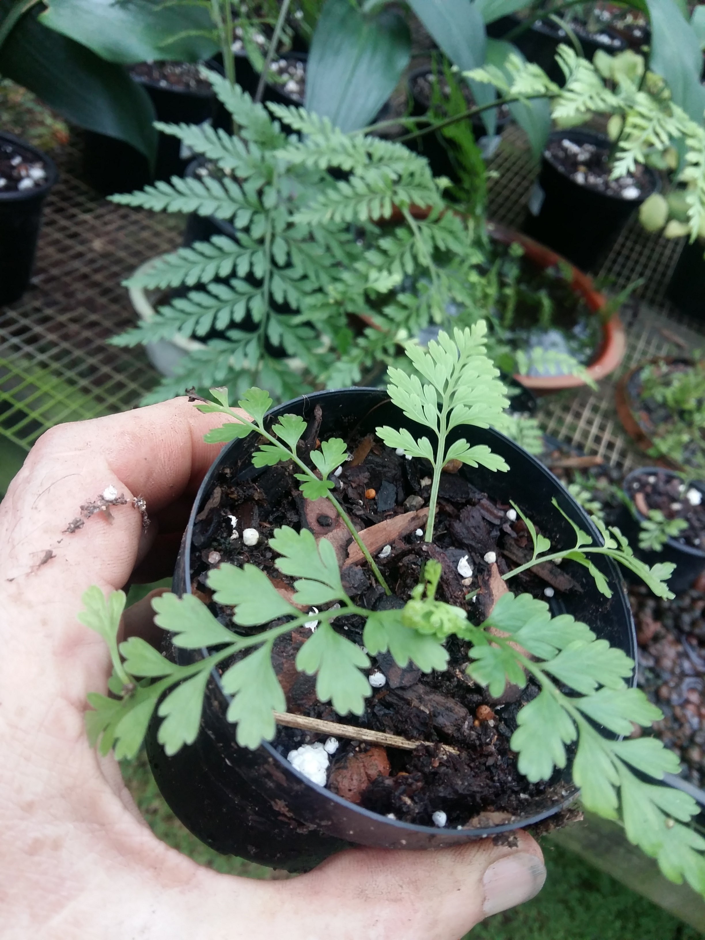 Asplenium bulbiferum (mother fern)