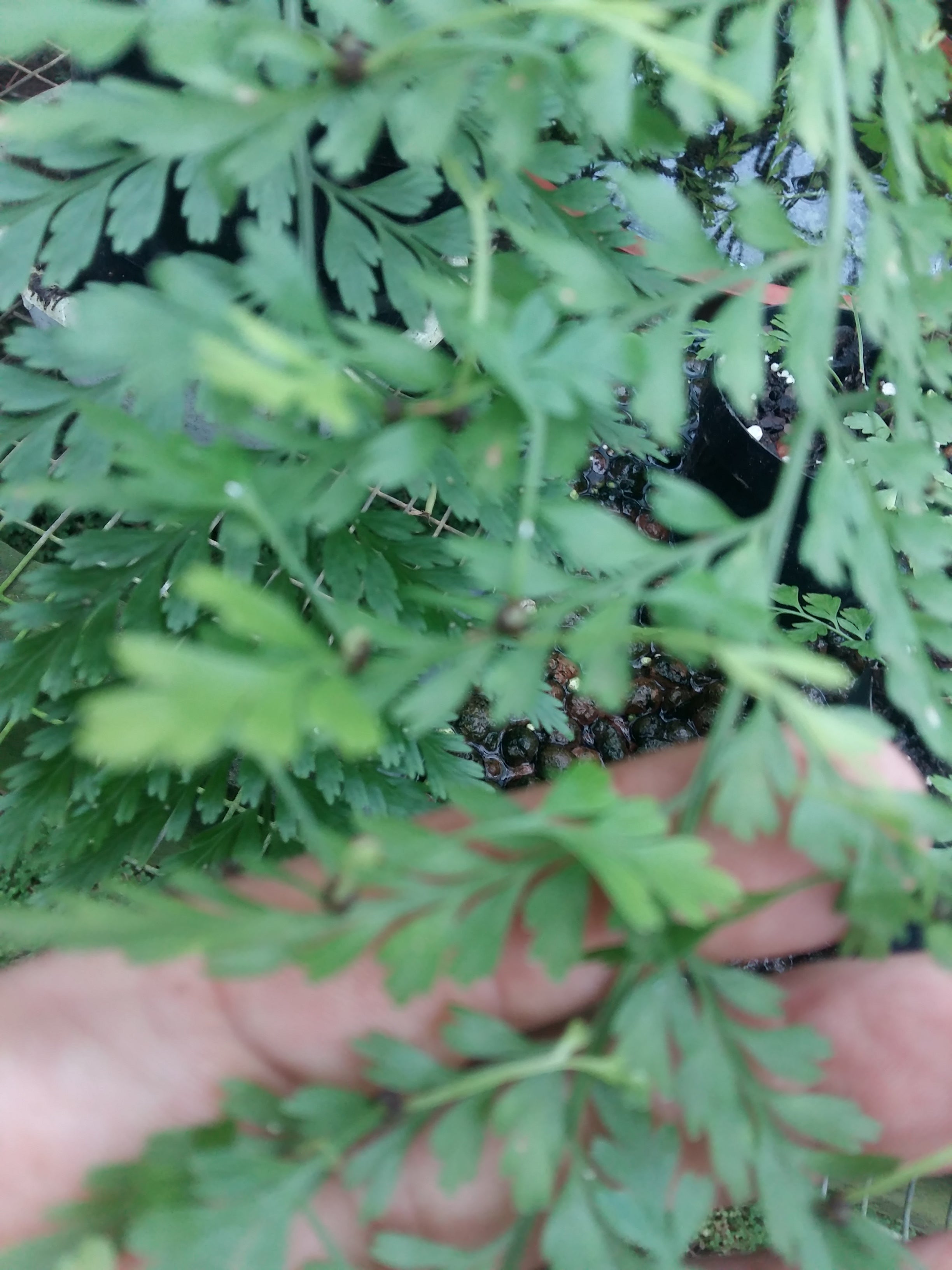 Asplenium bulbiferum (mother fern)