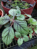 Achimenes longiflora (Cupids Bow)