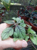 Achimenes longiflora (Cupids Bow)