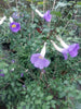 Thunbergia erects blue