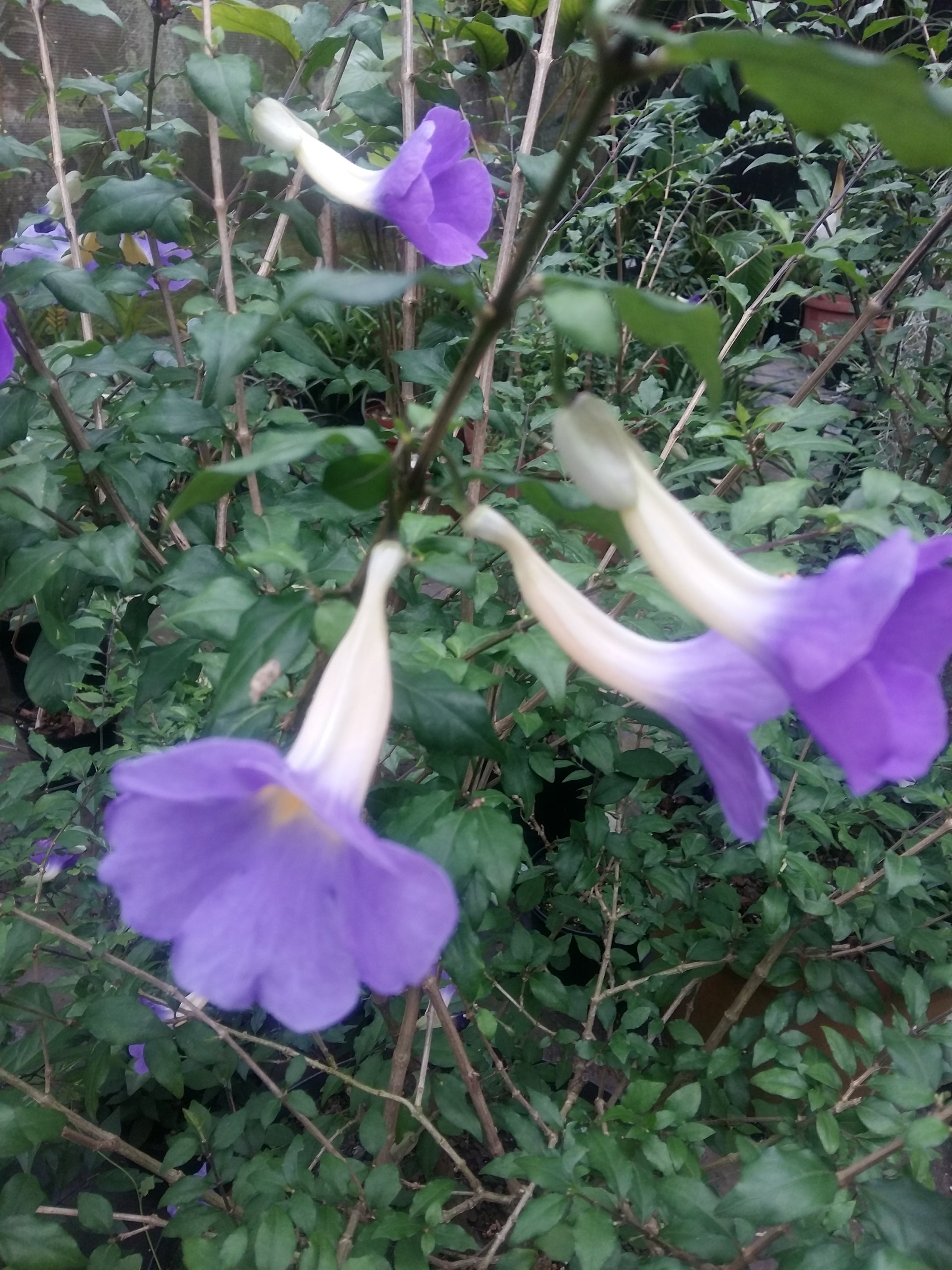 Thunbergia erects blue