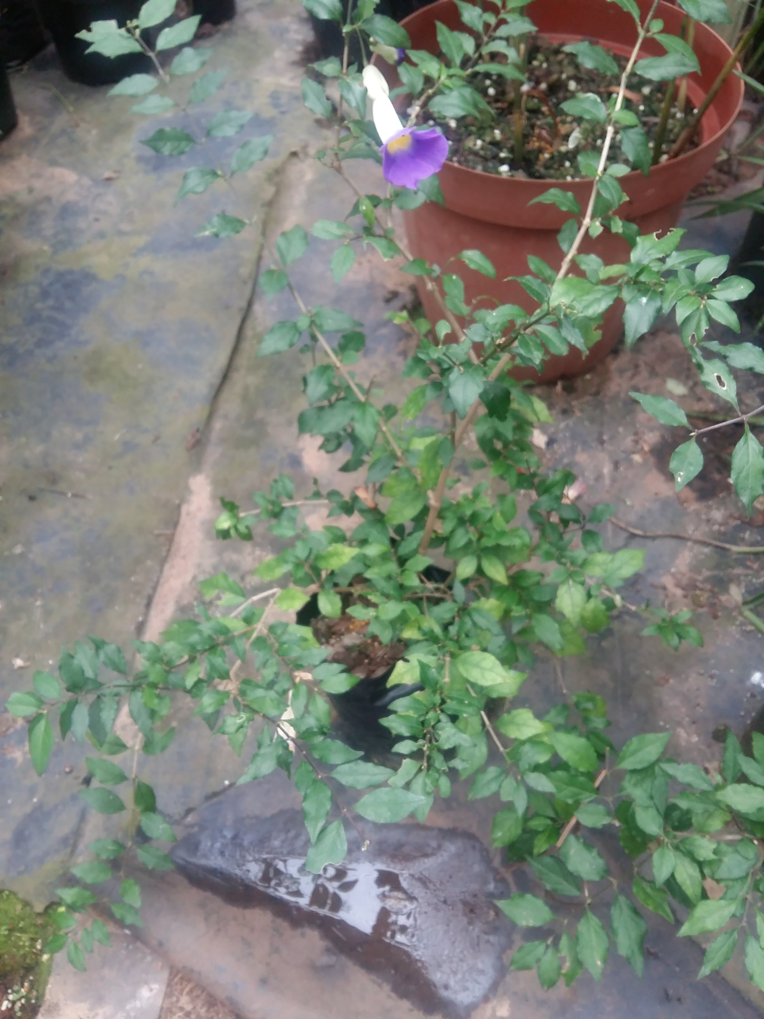 Thunbergia erects blue