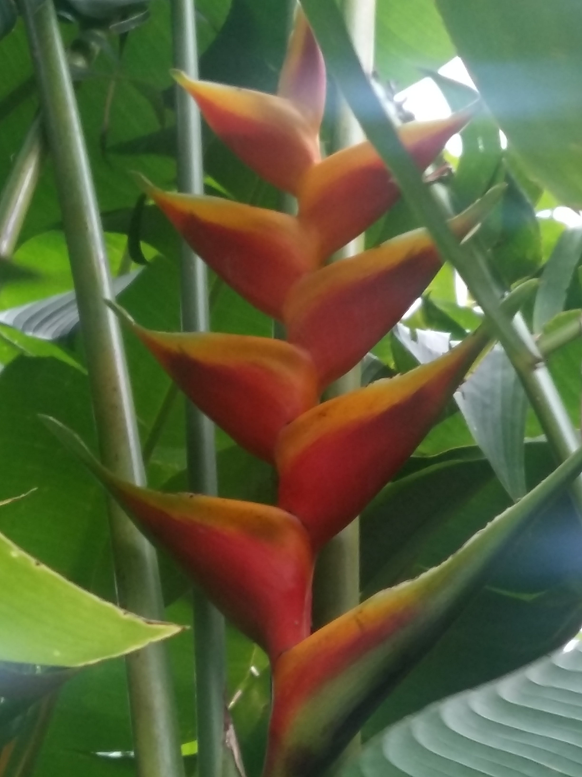 Heliconia Caribaea Lamark x H. bihai cv Jacquinii