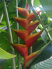 Heliconia Caribaea Lamark x H. bihai cv Jacquinii