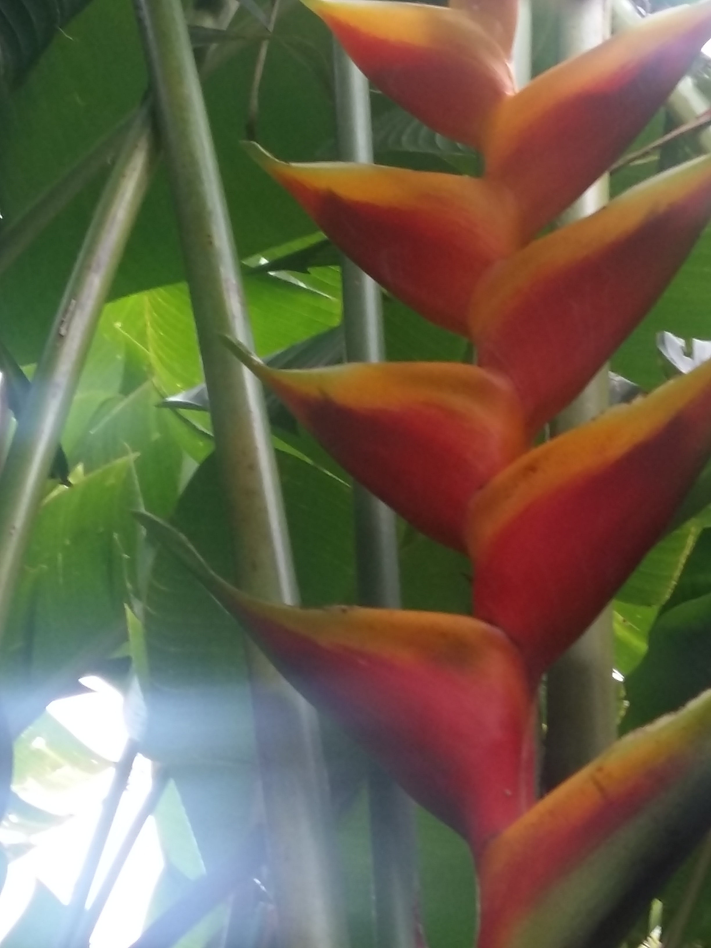 Heliconia Caribaea Lamark x H. bihai cv Jacquinii