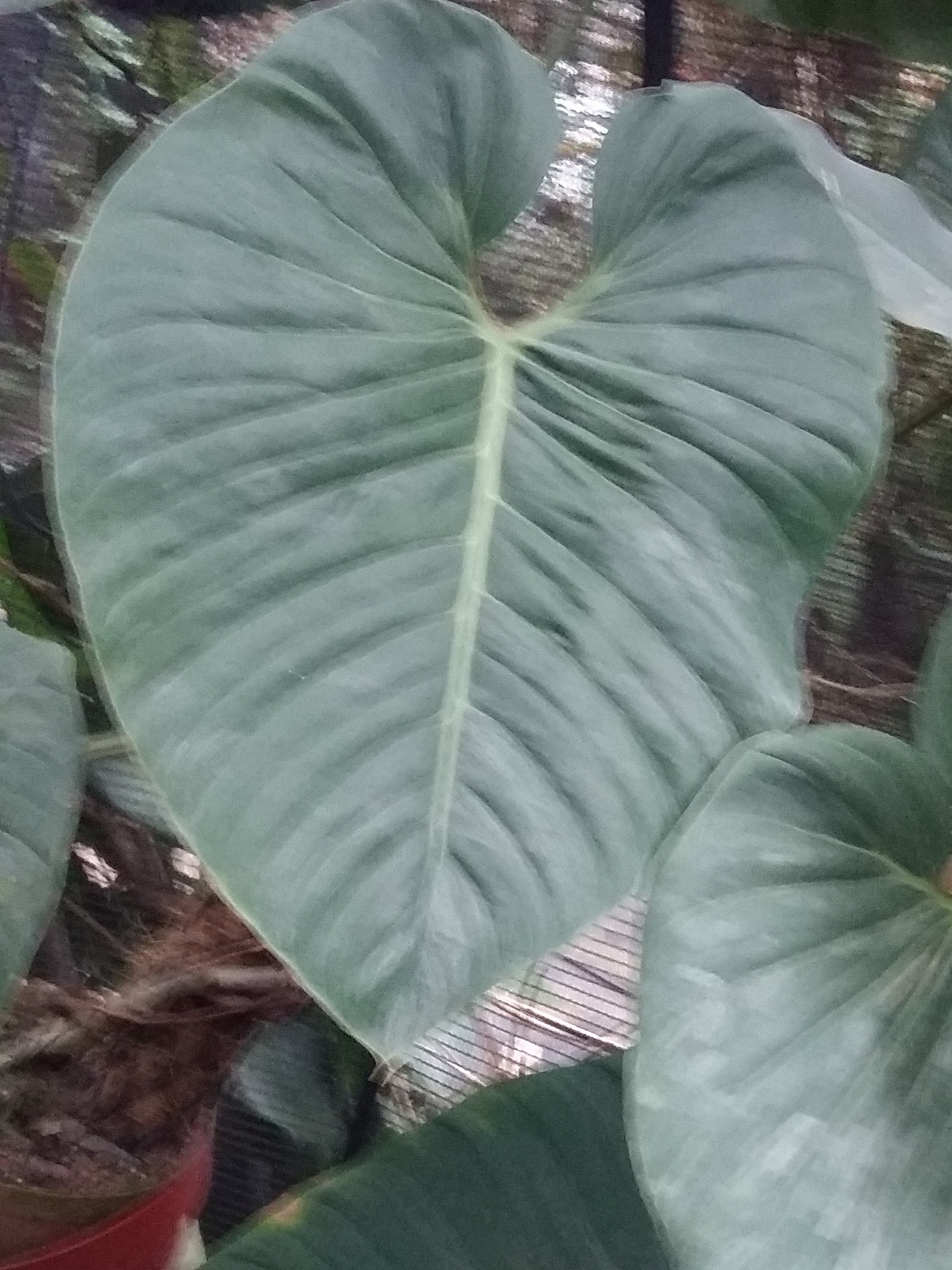 Philodendron sodiroi