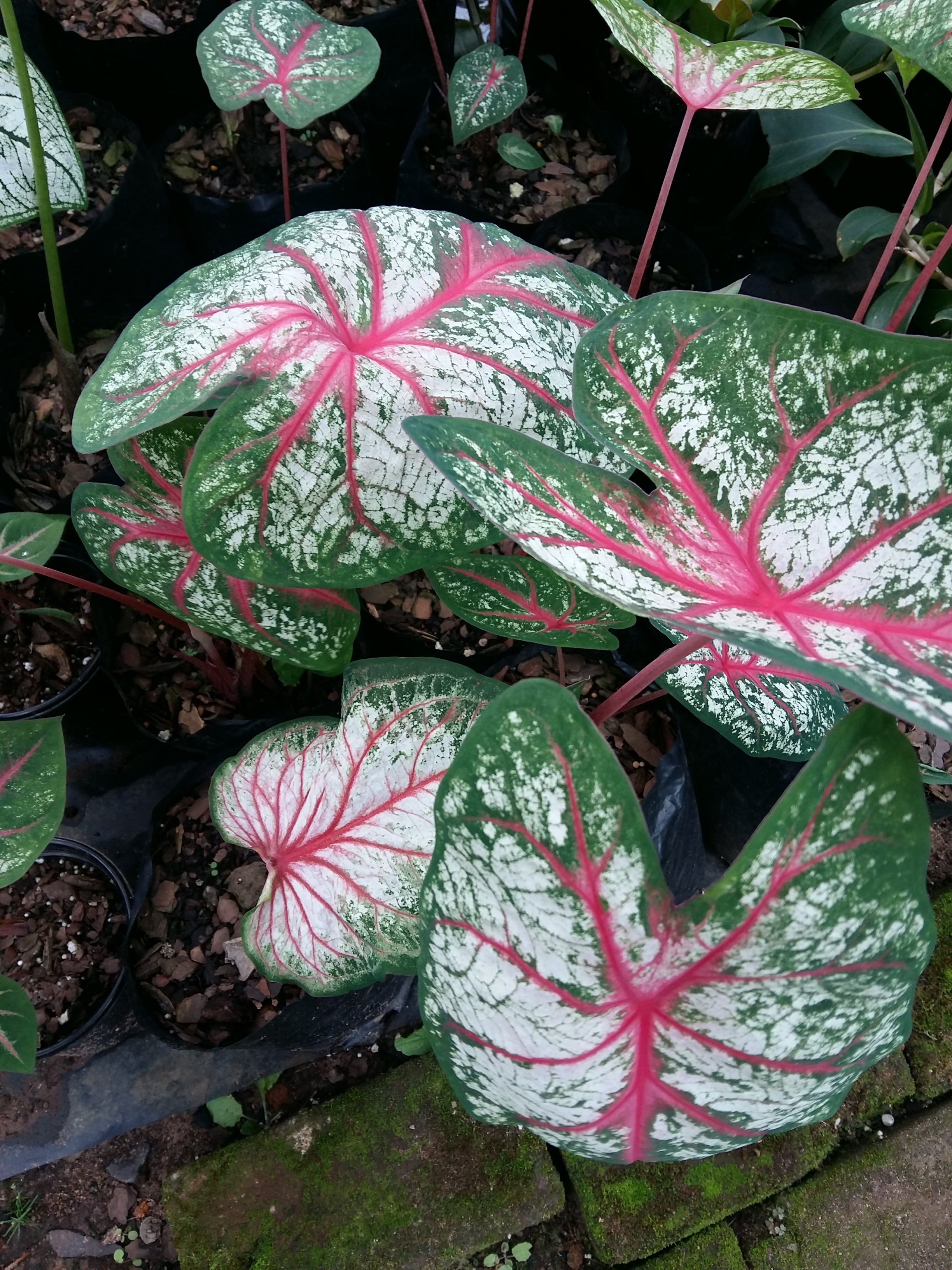 Caladium bicolor'Florida Sunrise'