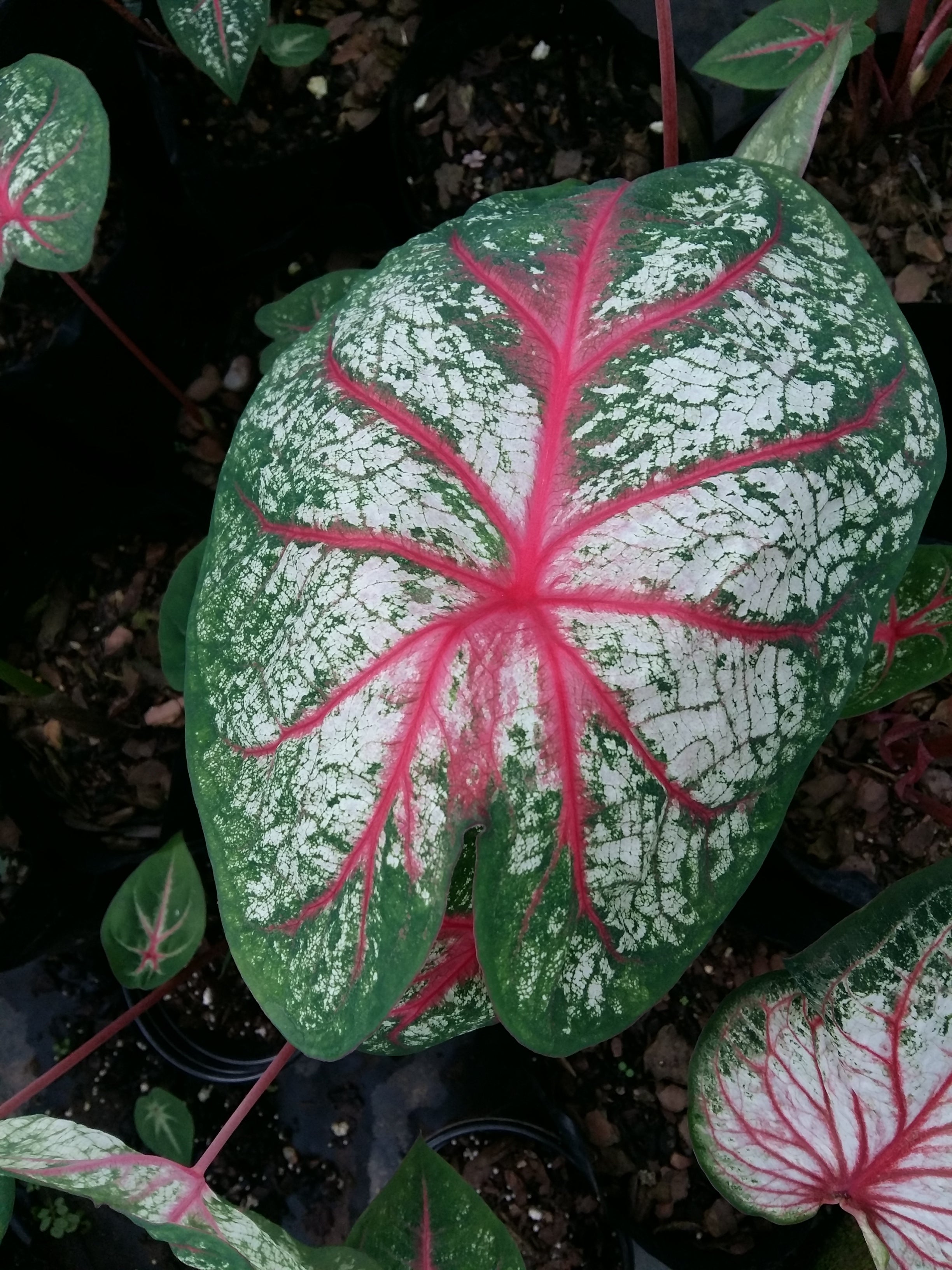 Caladium bicolor'Florida Sunrise'