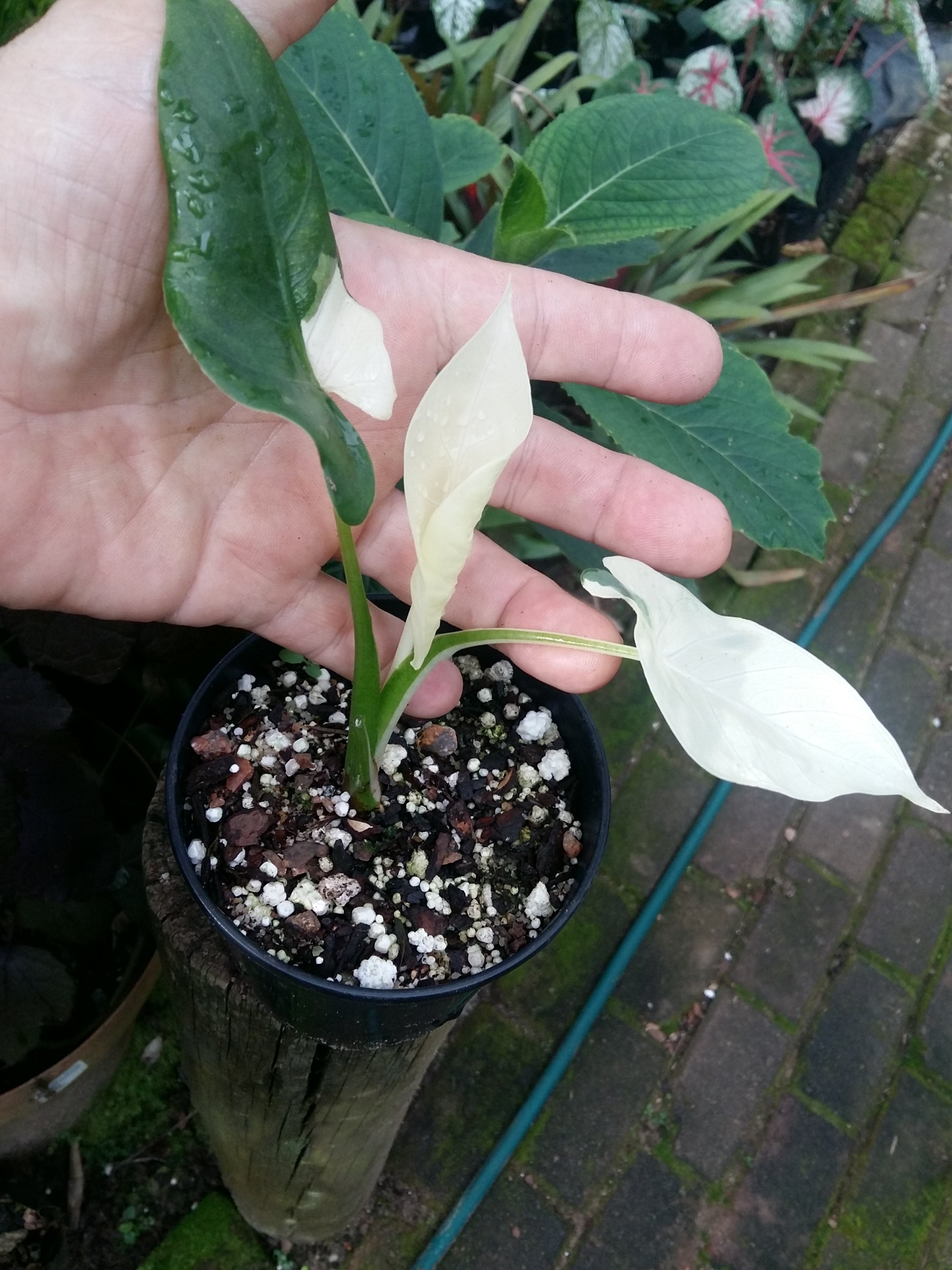 Alocasia macrorrhiza Variegata