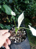 Alocasia macrorrhiza Variegata