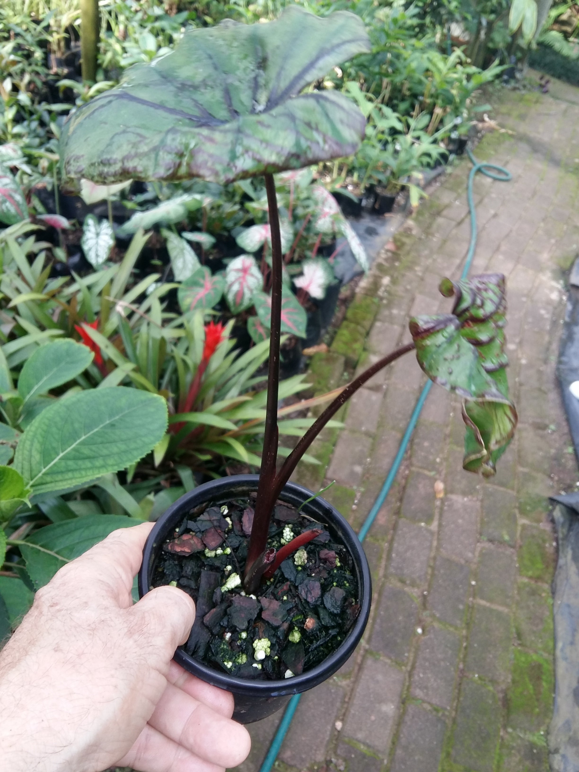 colocasia Pharaohs Mask