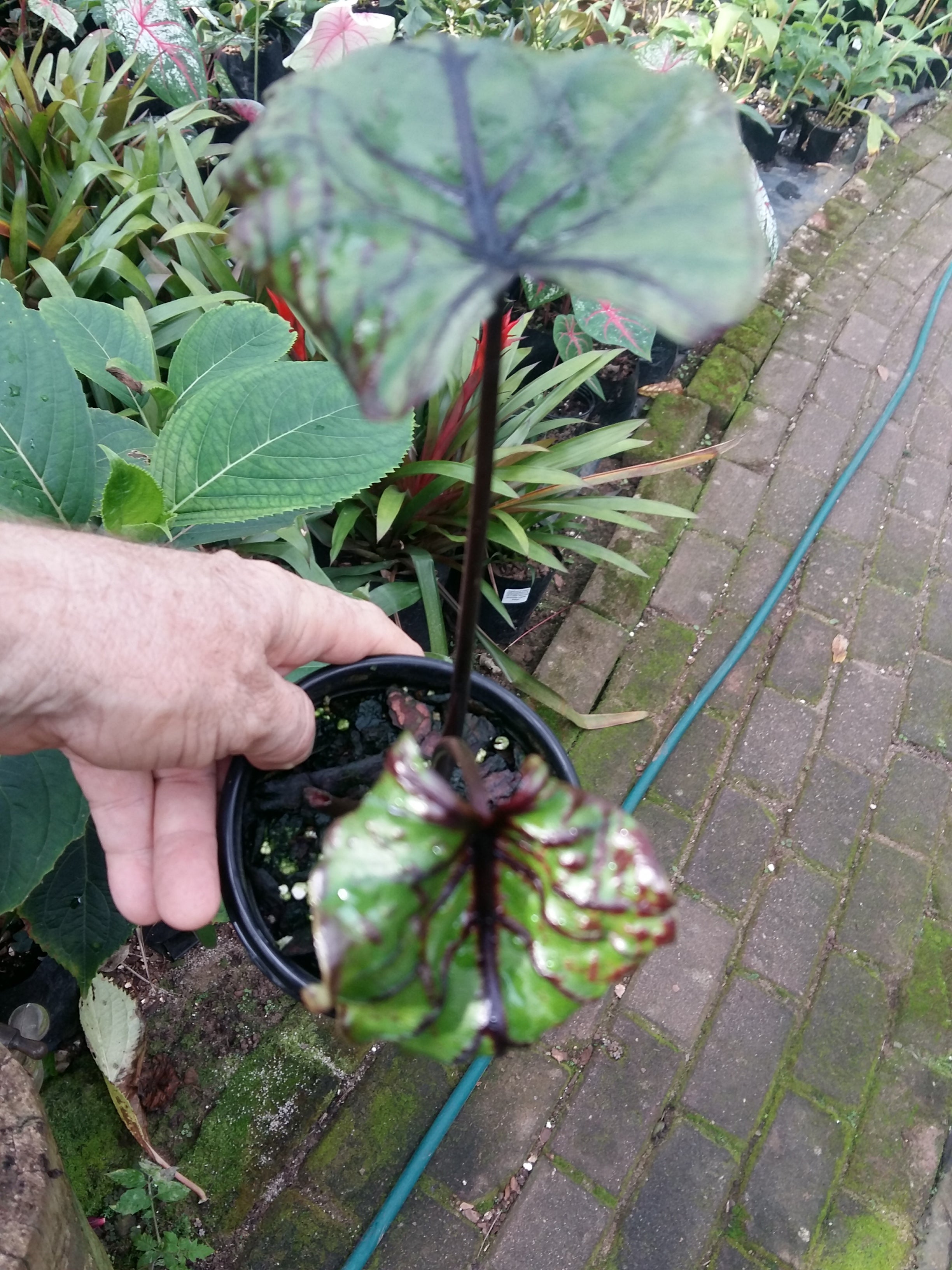 colocasia Pharaohs Mask