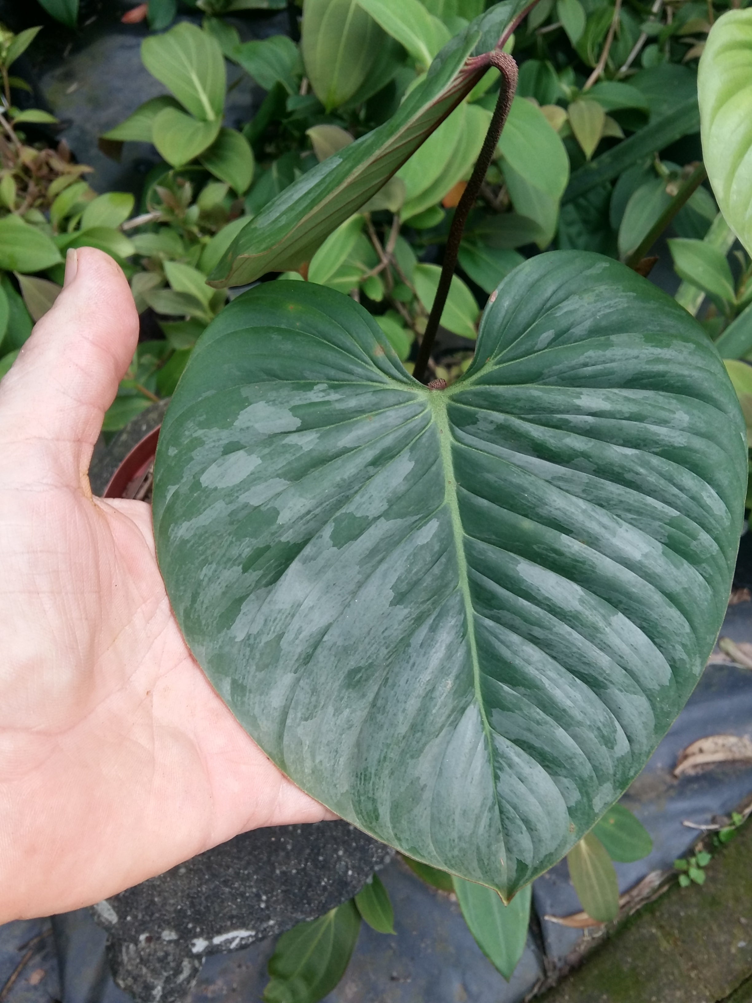 Philodendron sodiroi