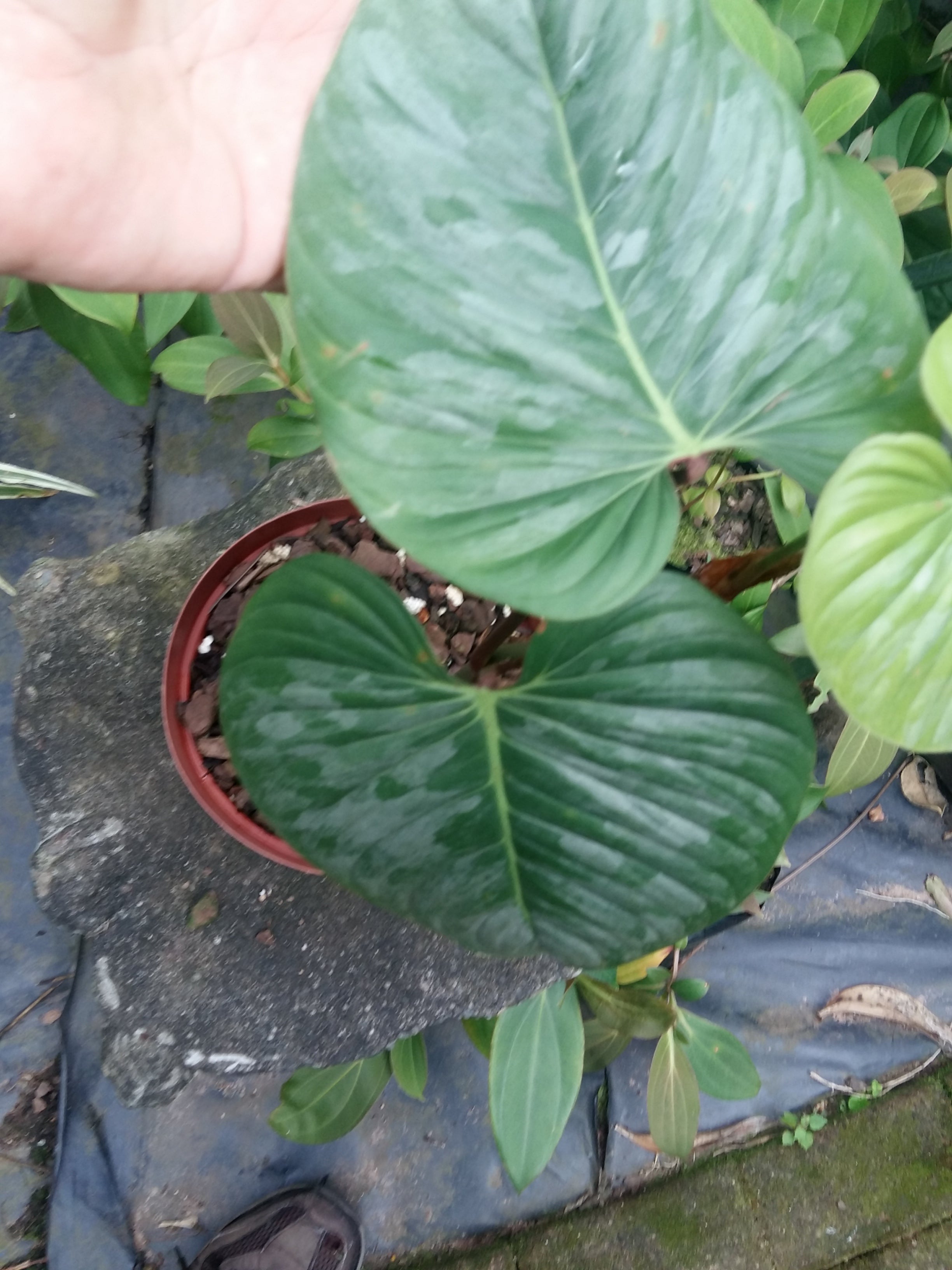 Philodendron sodiroi