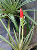 Guzmania monostachia