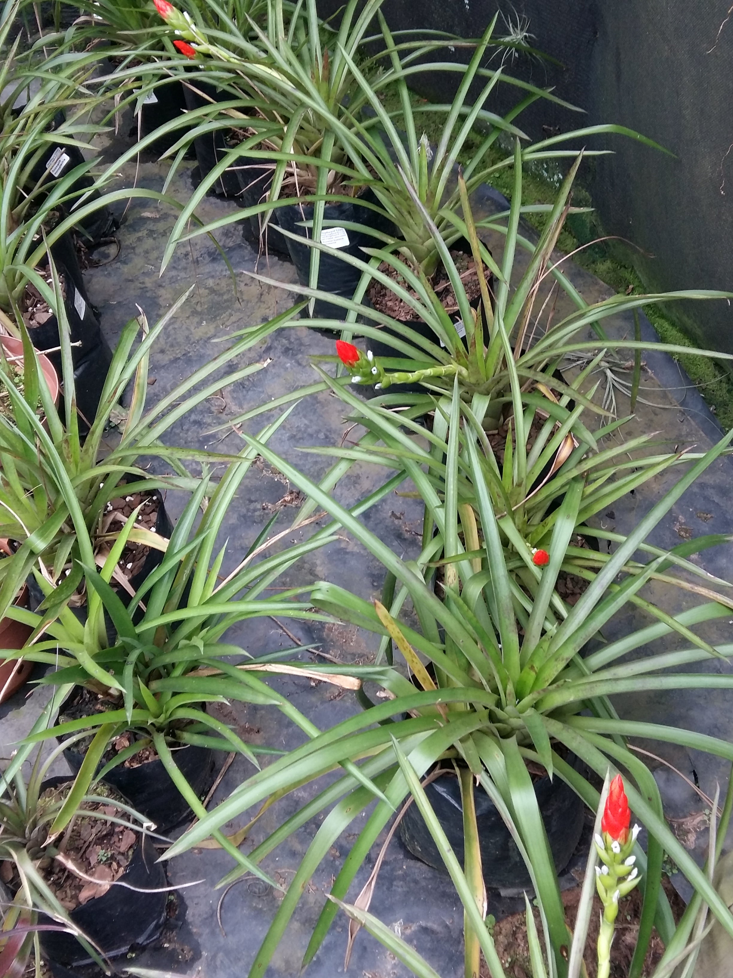 Guzmania monostachia