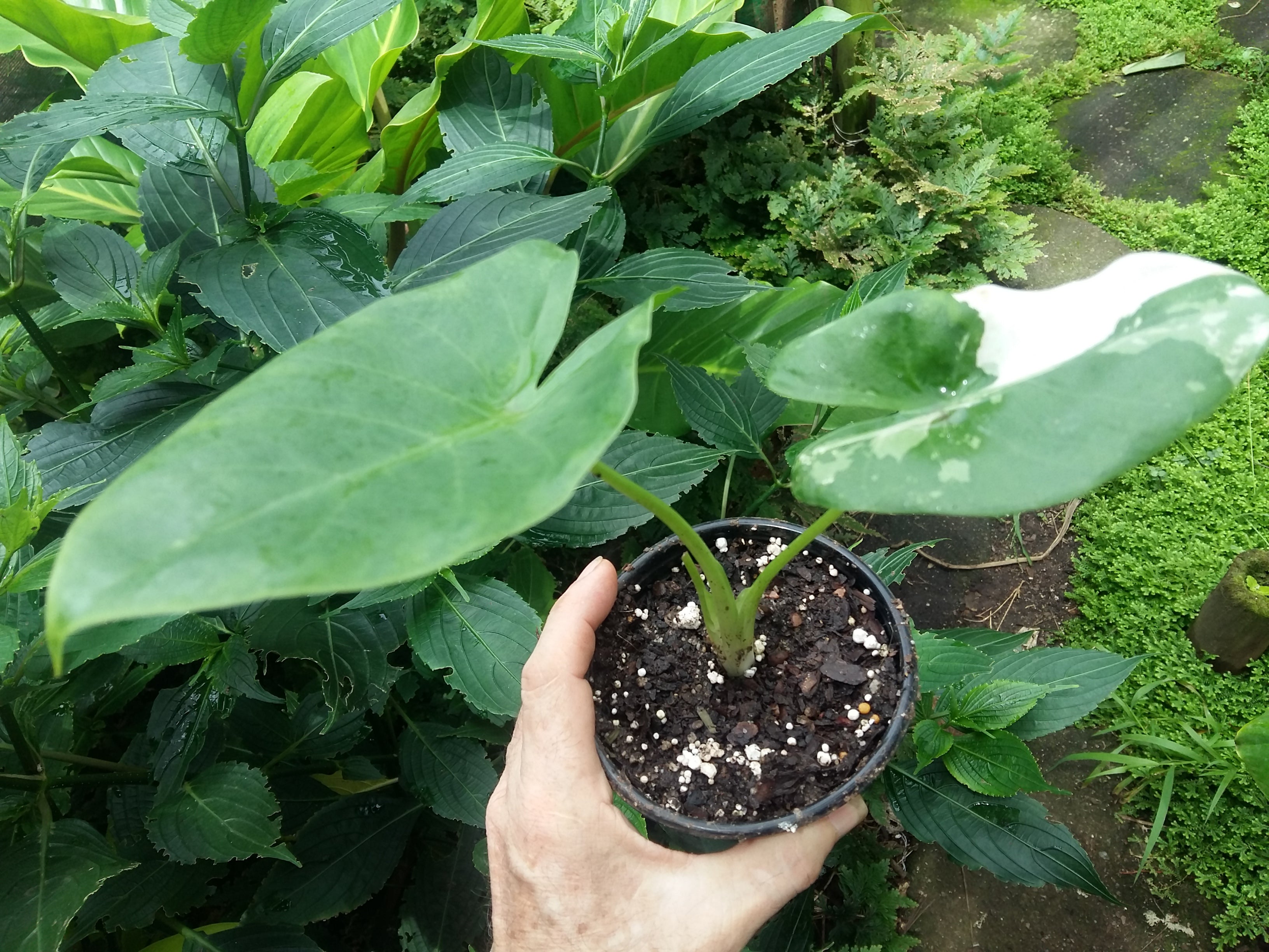 Alocasia macrorrhiza Variegata Plant 2