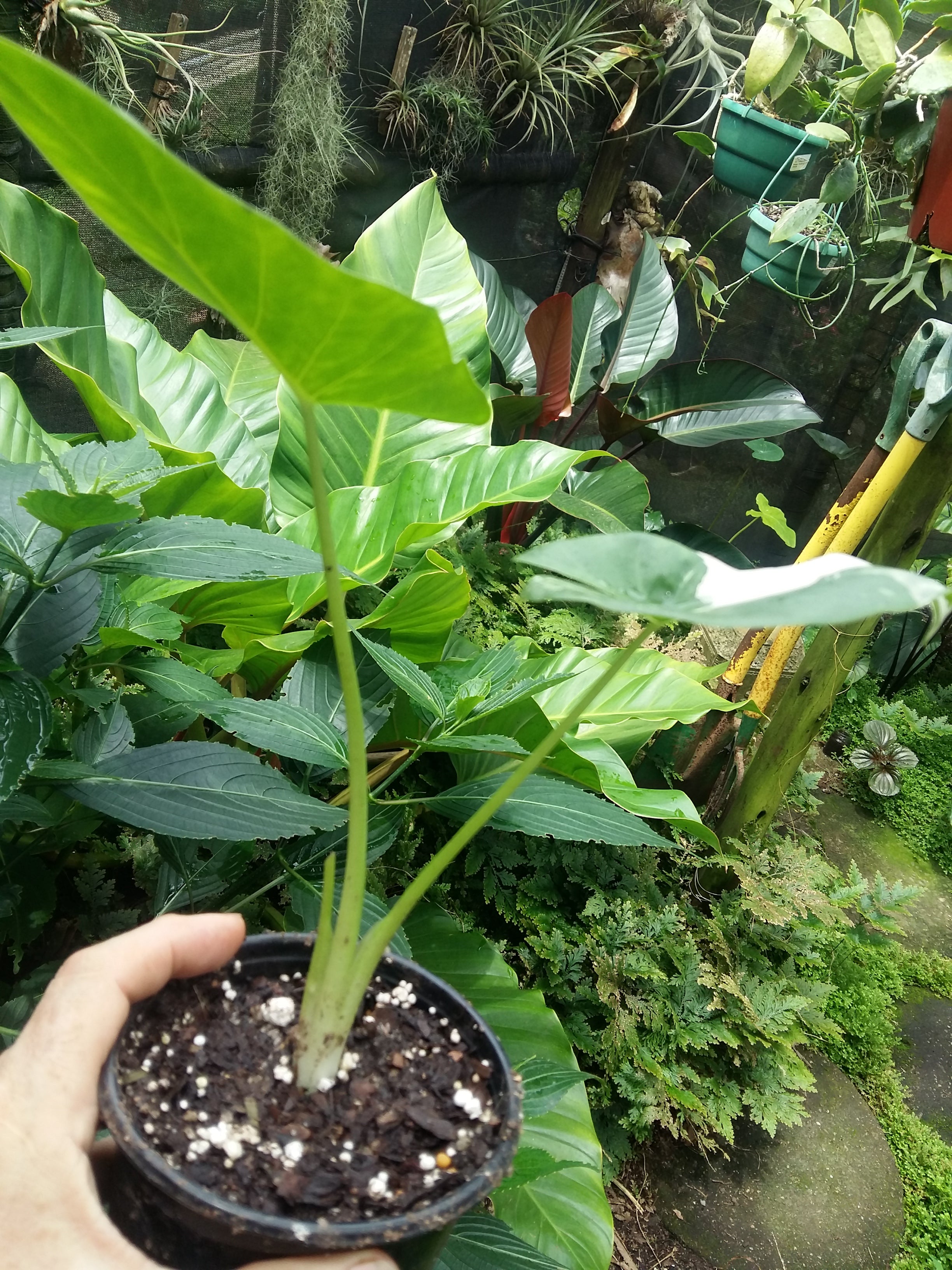 Alocasia macrorrhiza Variegata No I