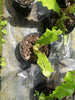 Crocodile Bird's Nest Fern (Microsorum musifolium)