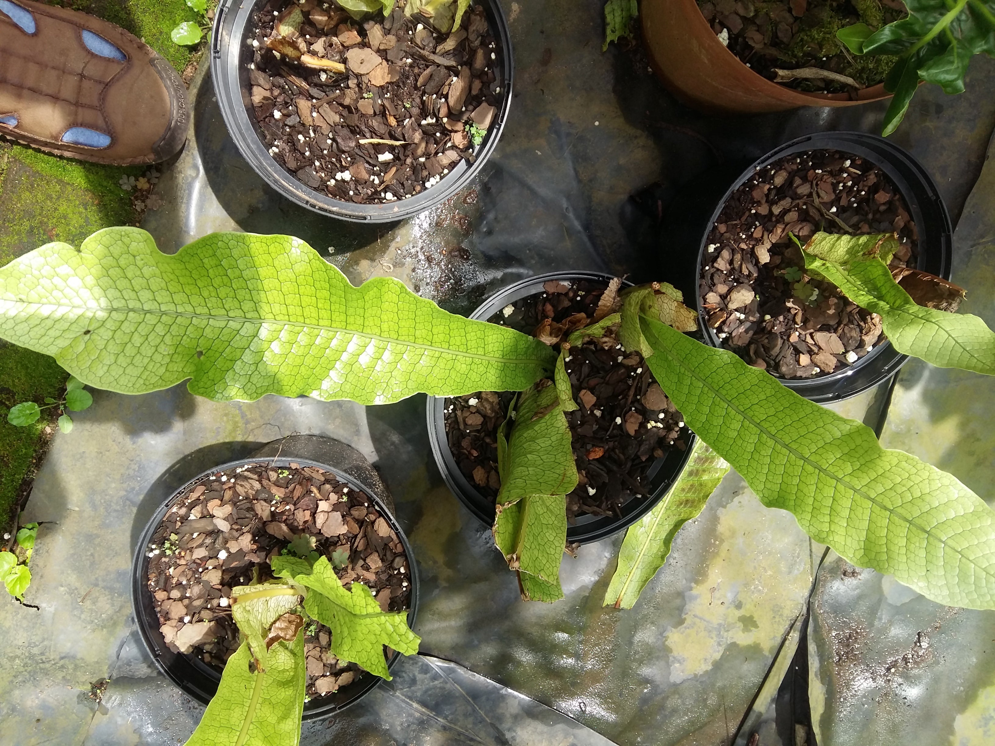 Crocodile Bird's Nest Fern (Microsorum musifolium)