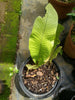 Crocodile Bird's Nest Fern (Microsorum musifolium)