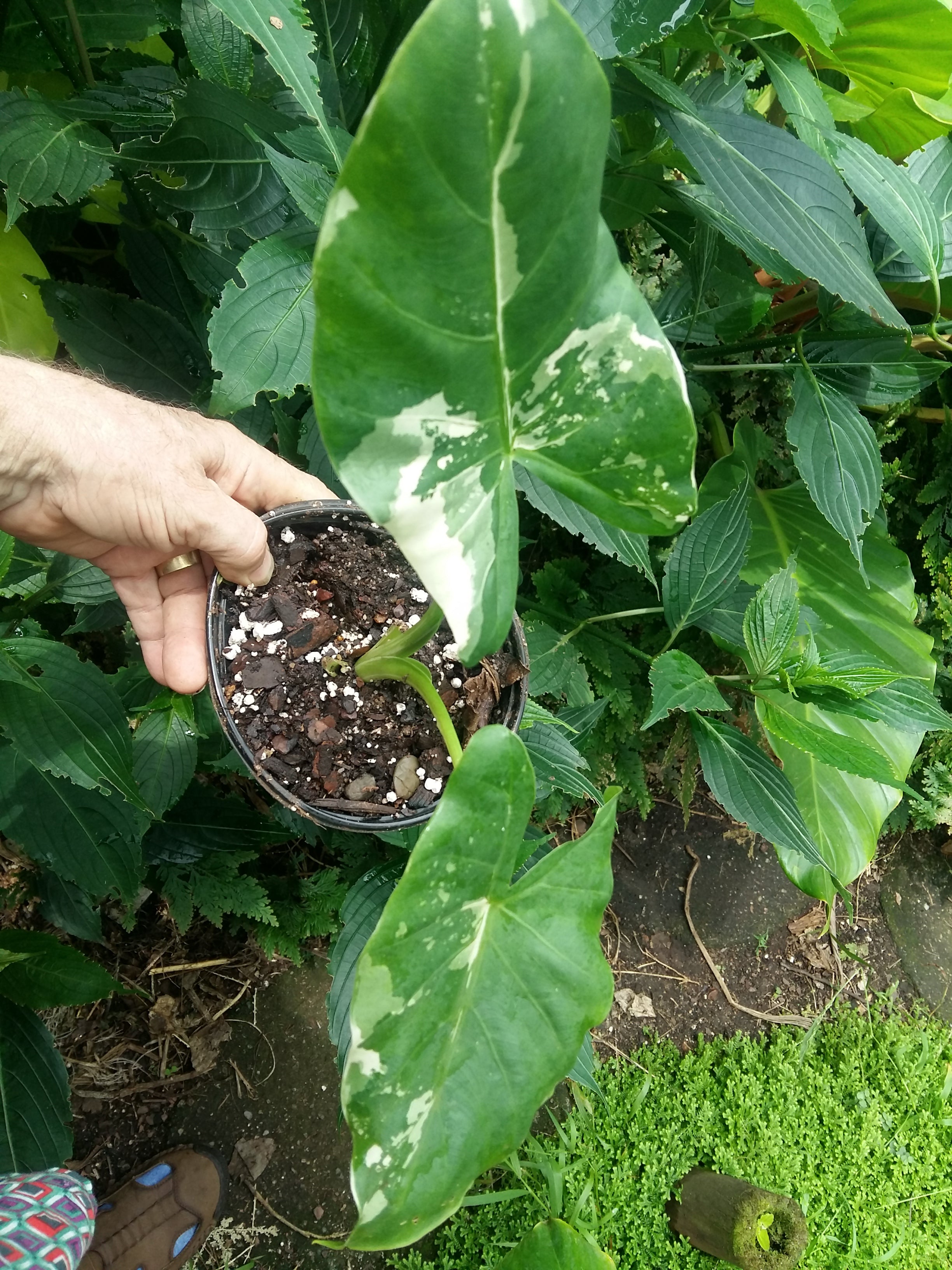 Alocasia macrorrhiza Variegata Plant 2