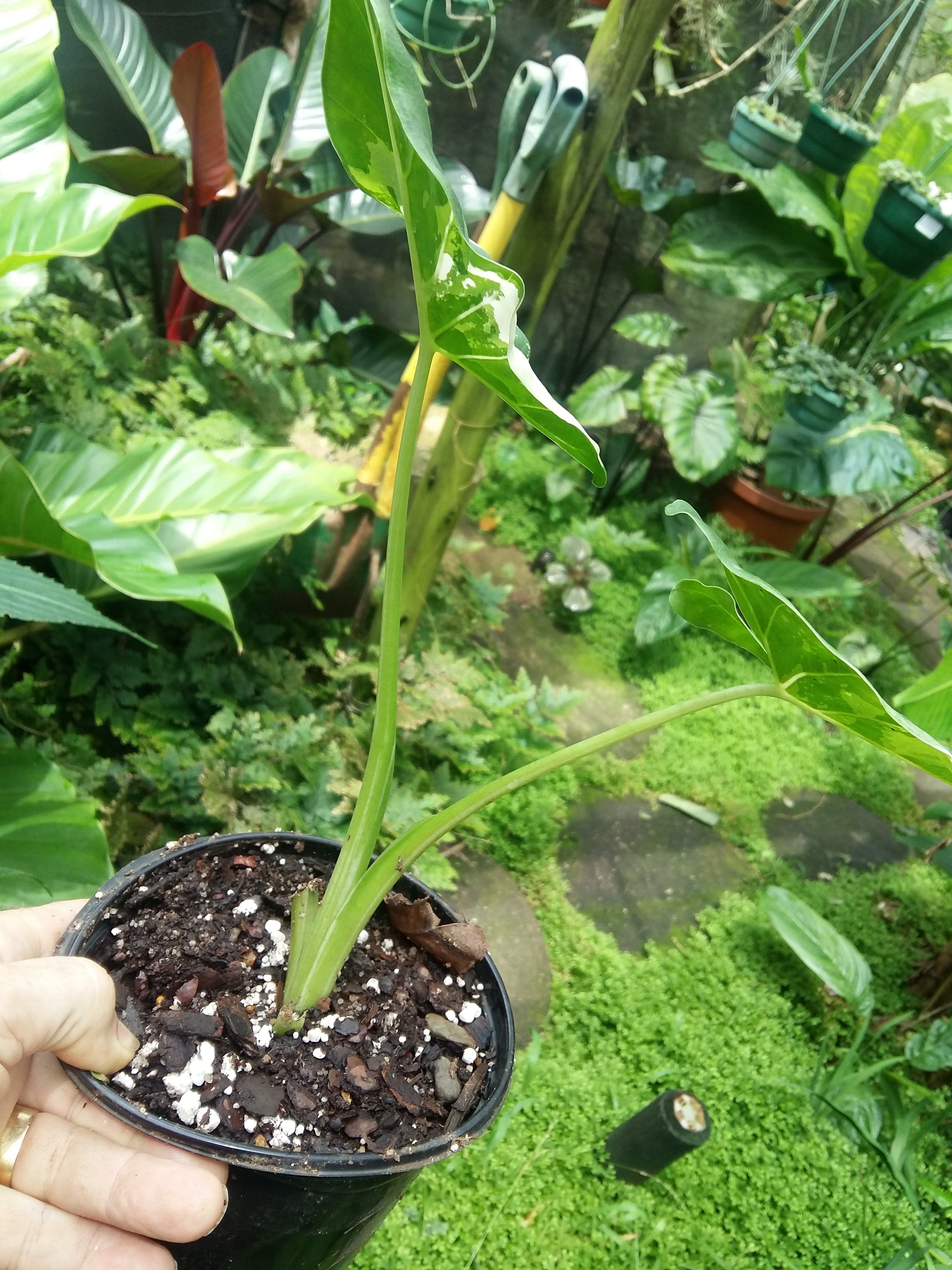 Alocasia macrorrhiza Variegata Plant 2