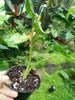 Alocasia macrorrhiza Variegata Plant 2