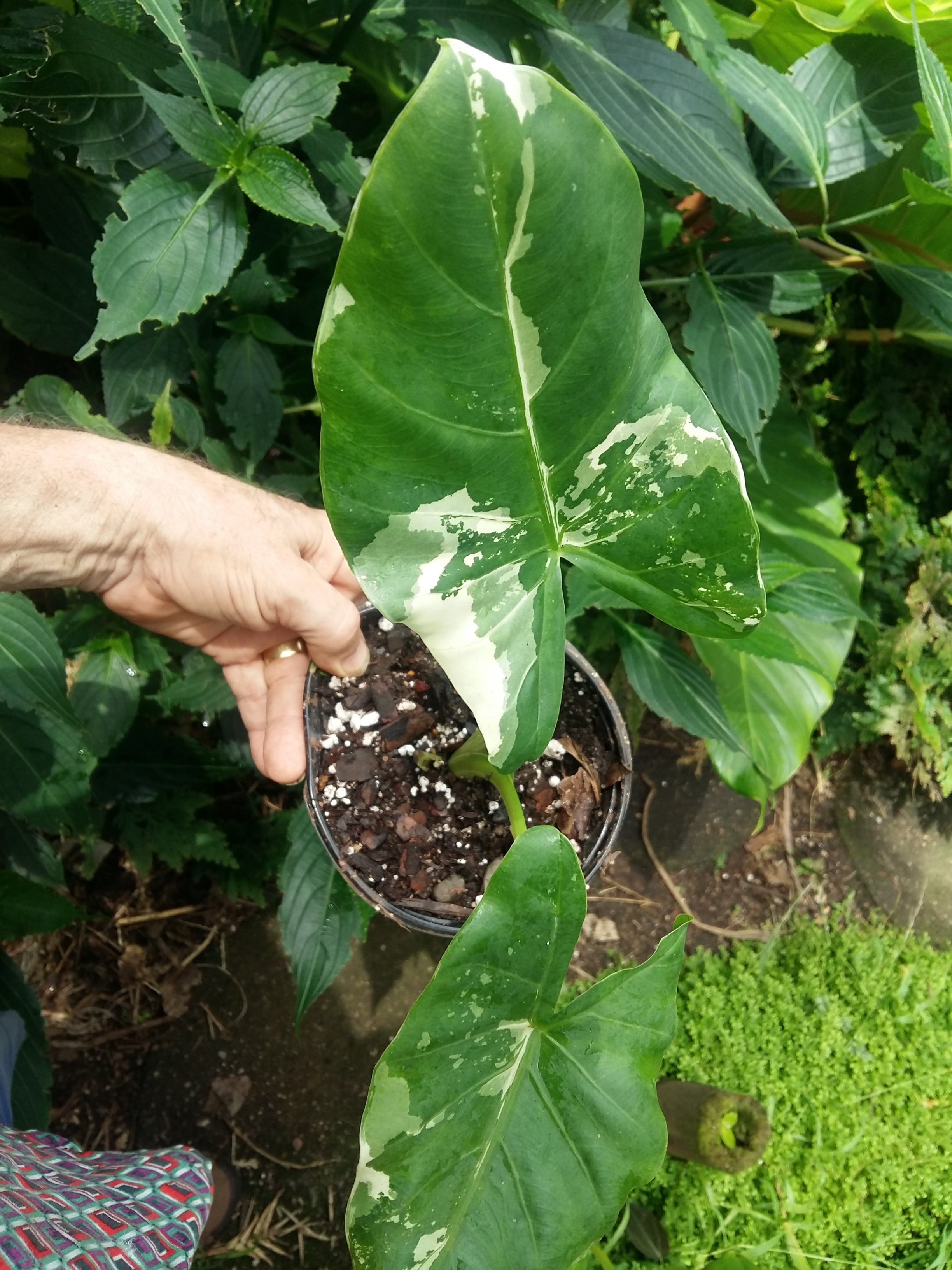 Alocasia macrorrhiza Variegata Plant 2