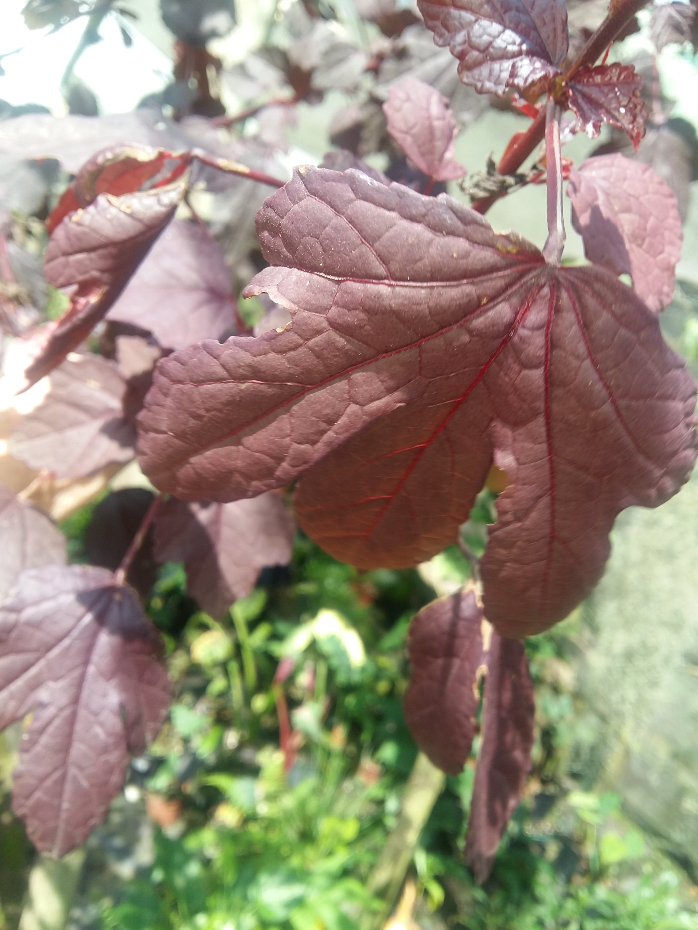 Hibiscus acetosella