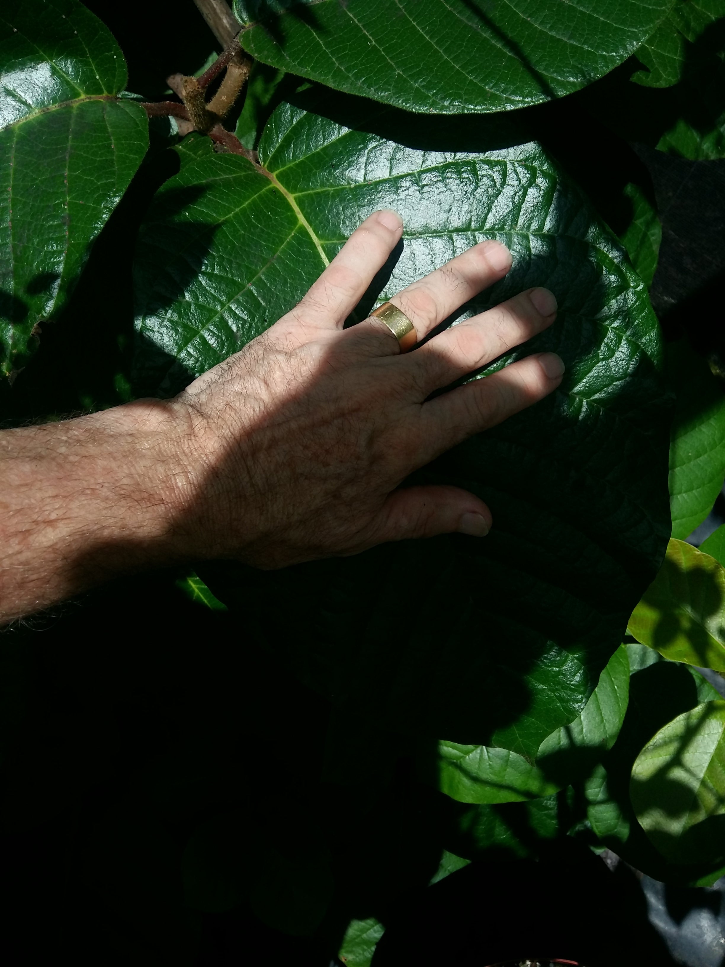 Chonemorpha frangipani fragrans