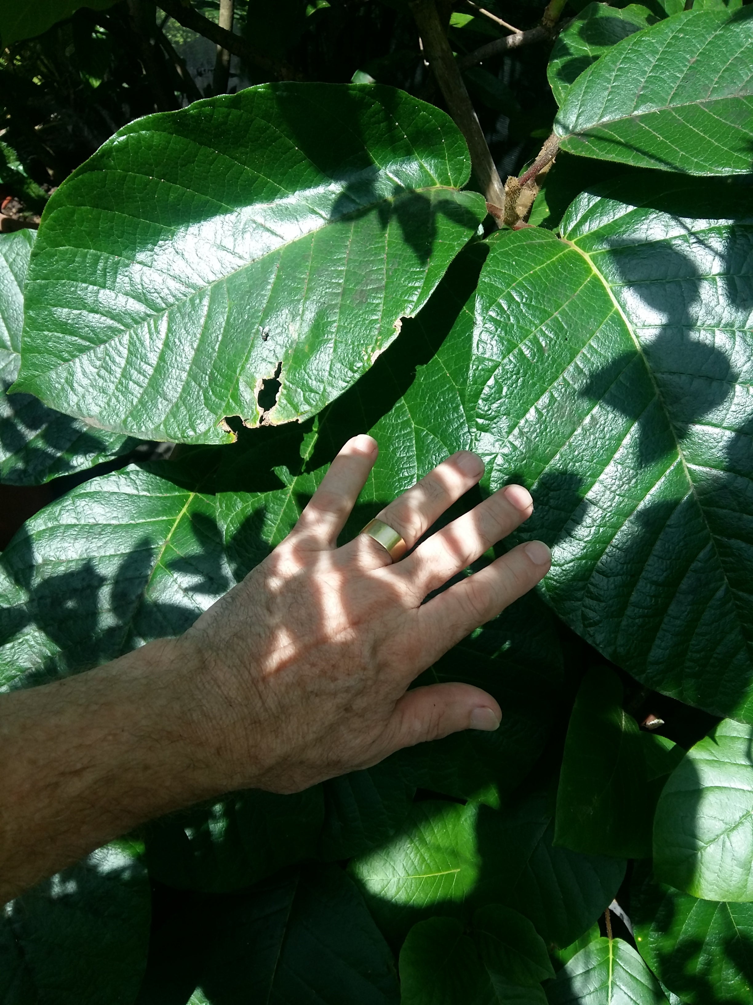 Chonemorpha frangipani fragrans