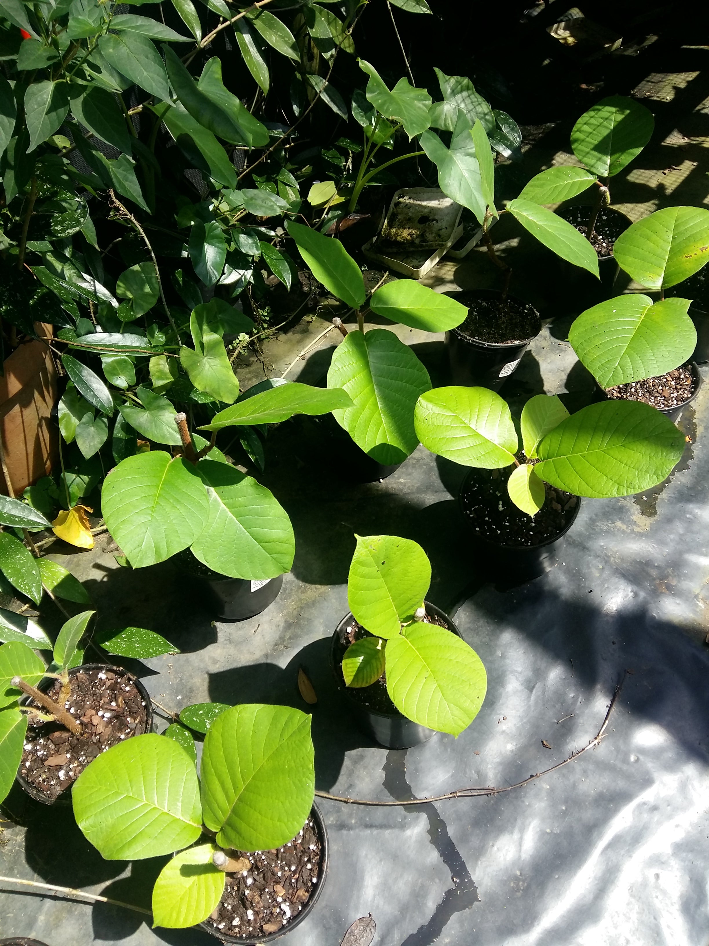 Chonemorpha frangipani fragrans