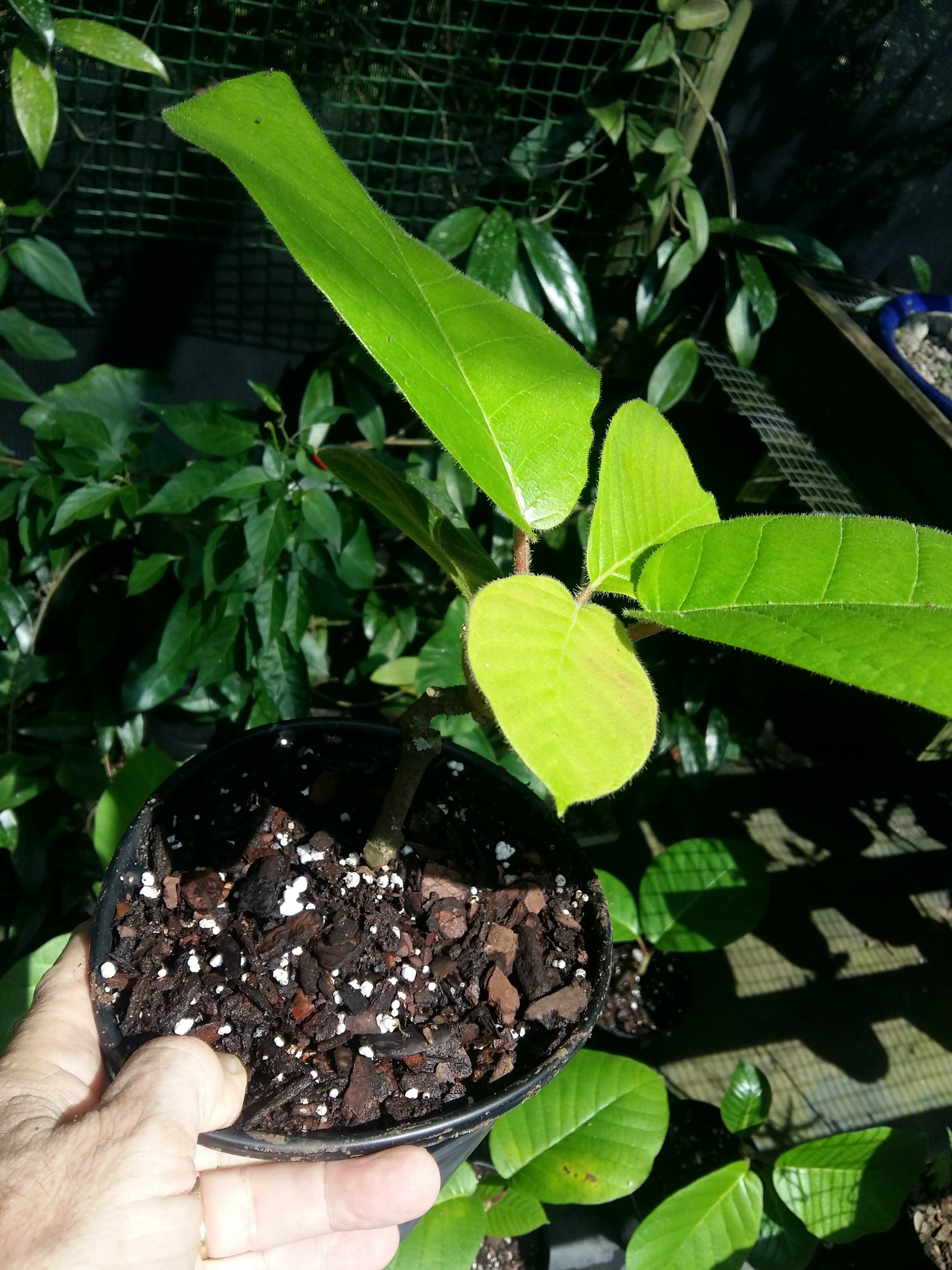 Chonemorpha frangipani fragrans